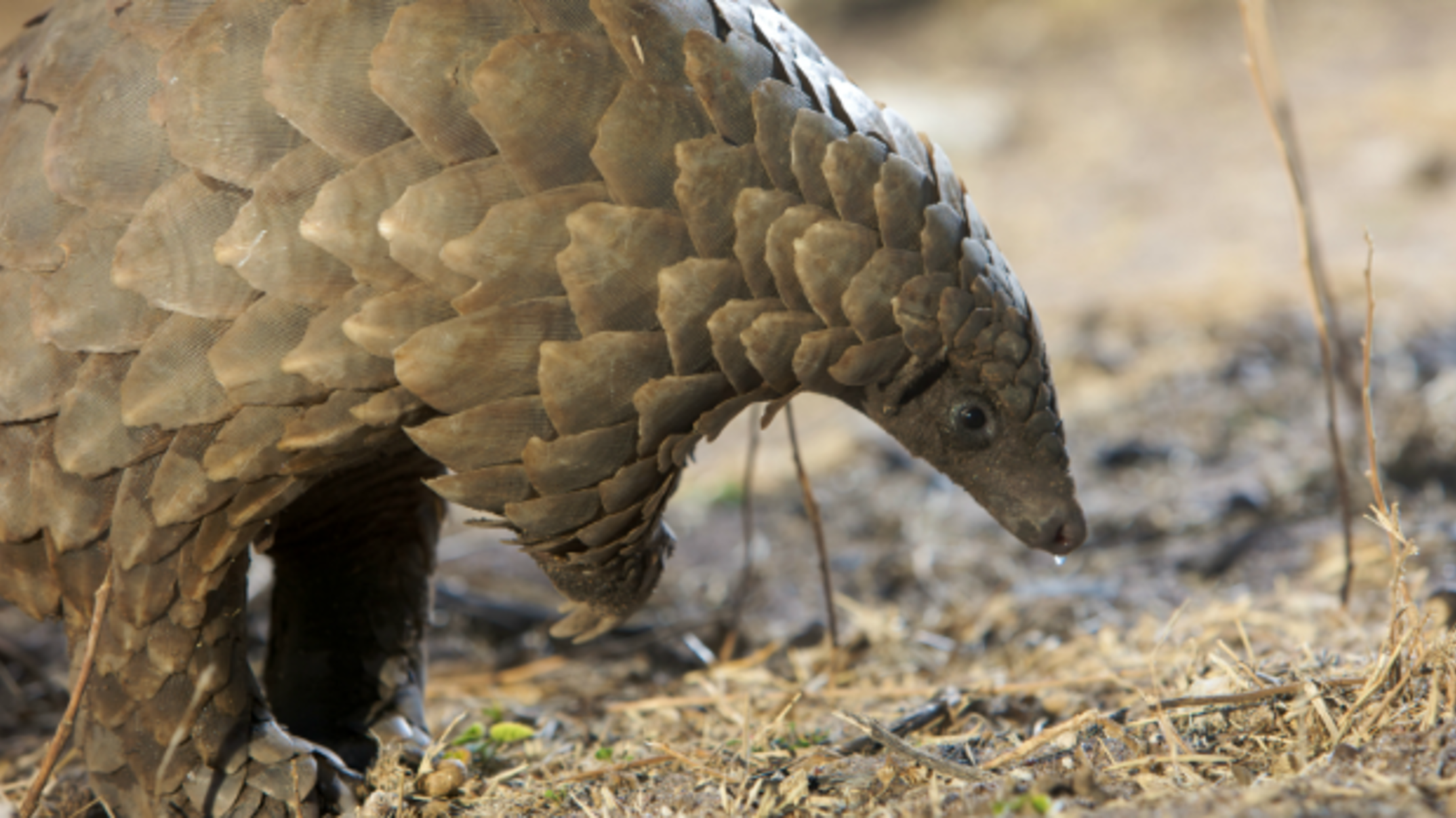 10 Dazzling Facts About Pangolins | Mental Floss2220 x 1248