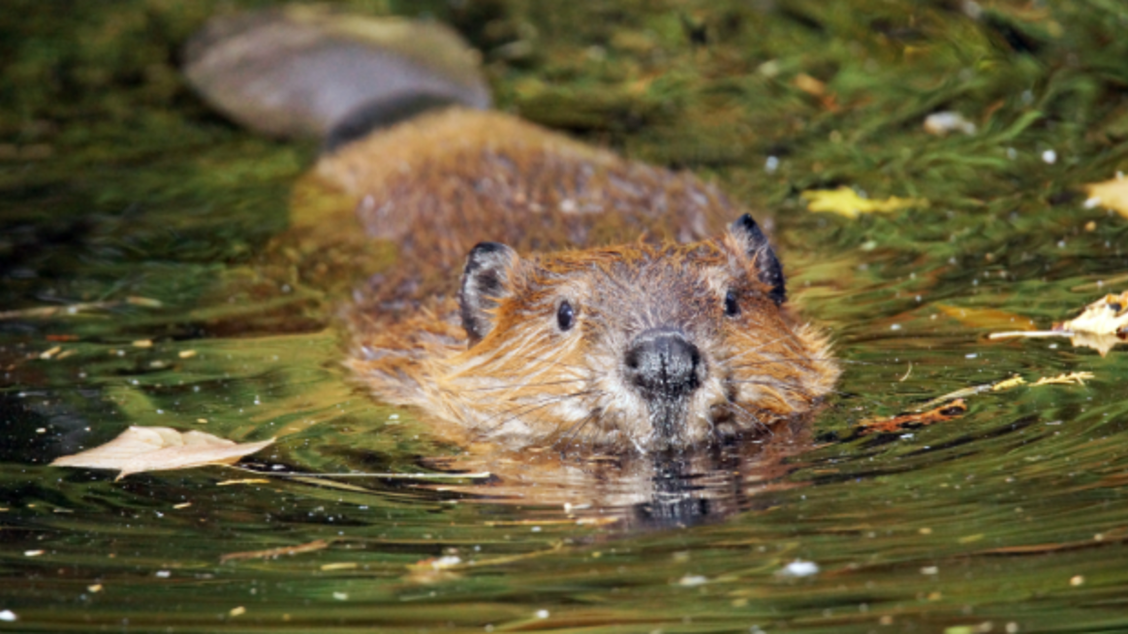 Mini Beavers Lived in Oregon 28 Million Years Ago Mental Floss