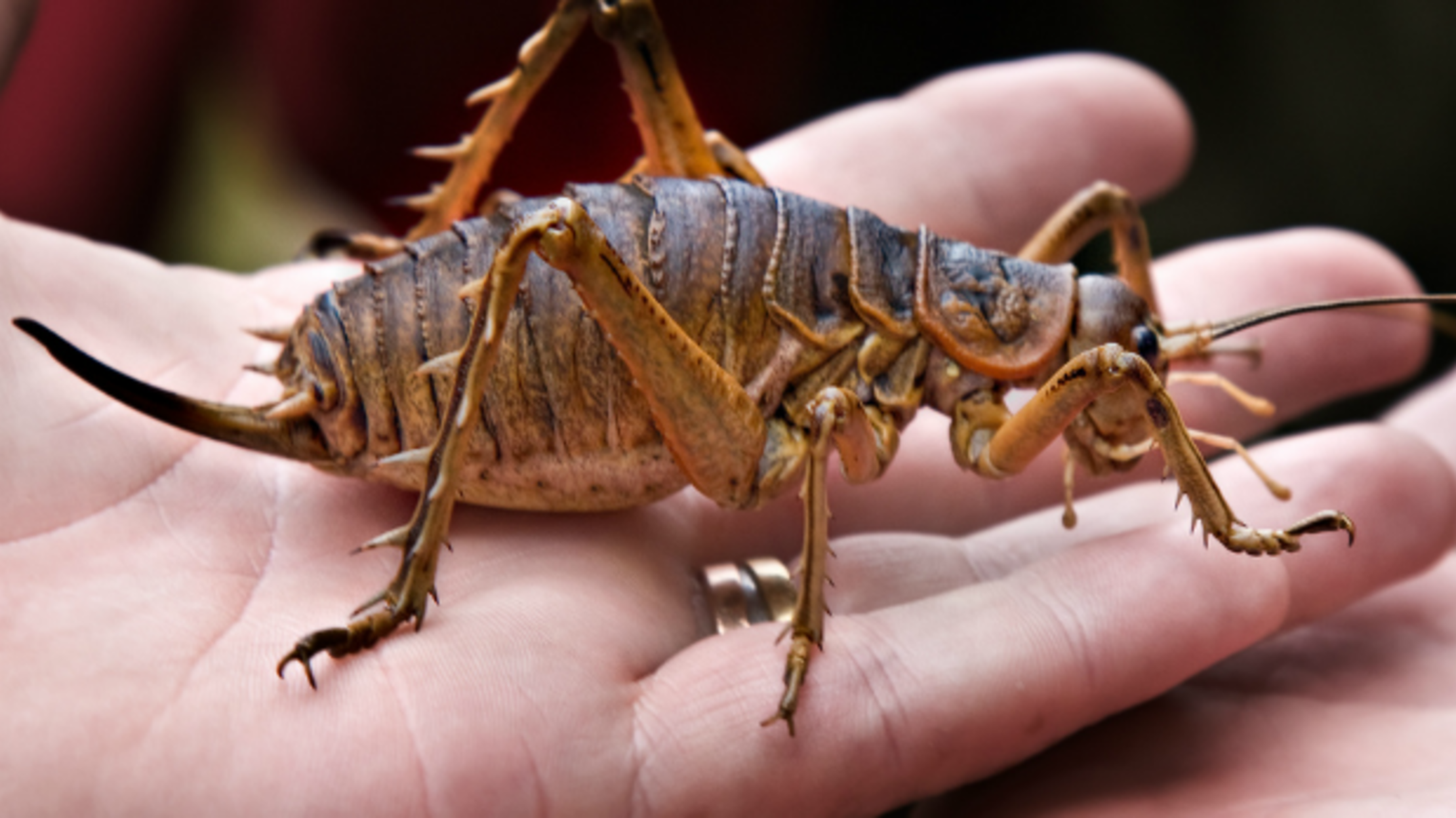 10 Intense Facts About The Giant Weta Mental Floss,Italian Parsley Recipe