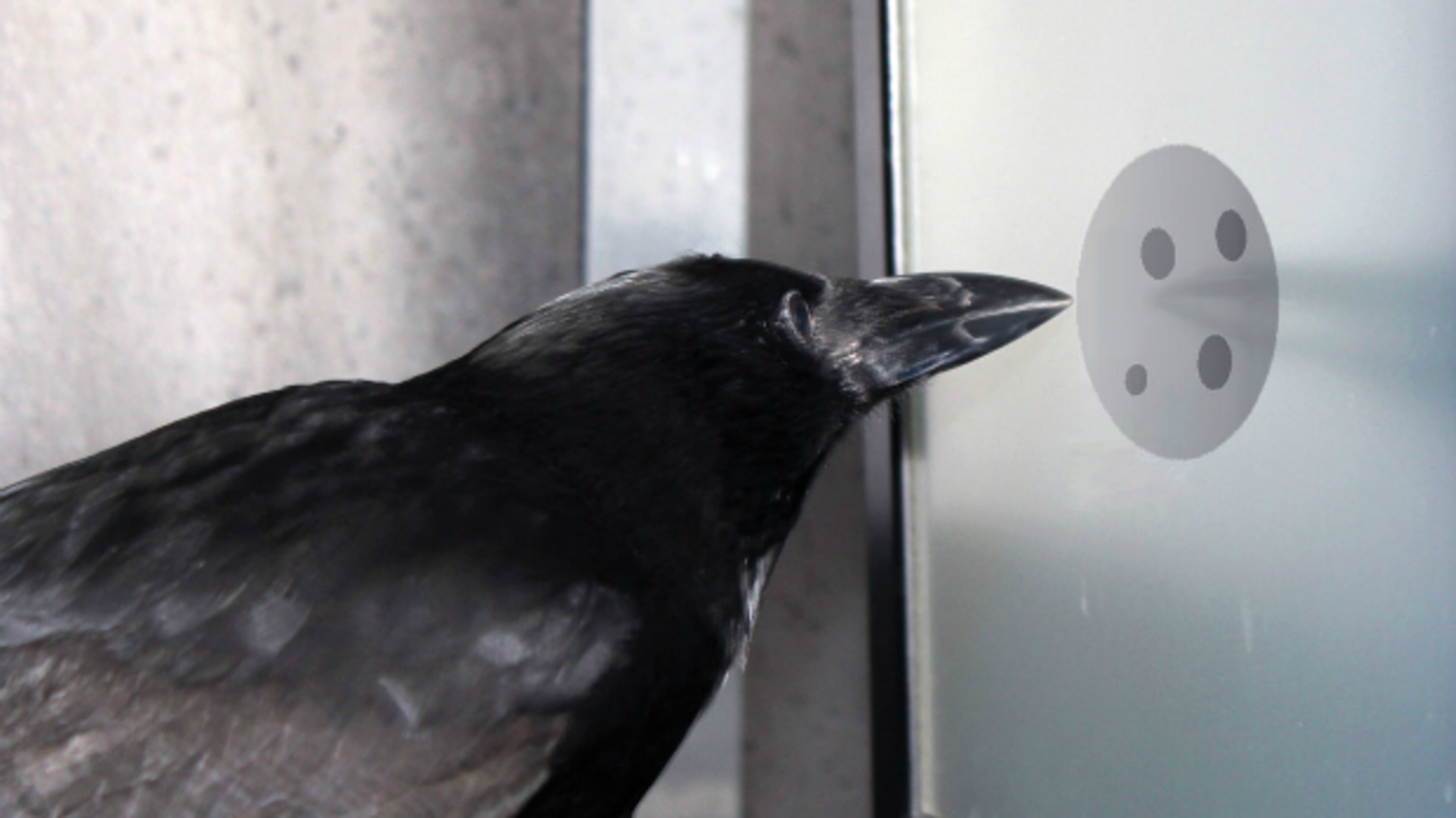 How Do Crows Count? Mental Floss
