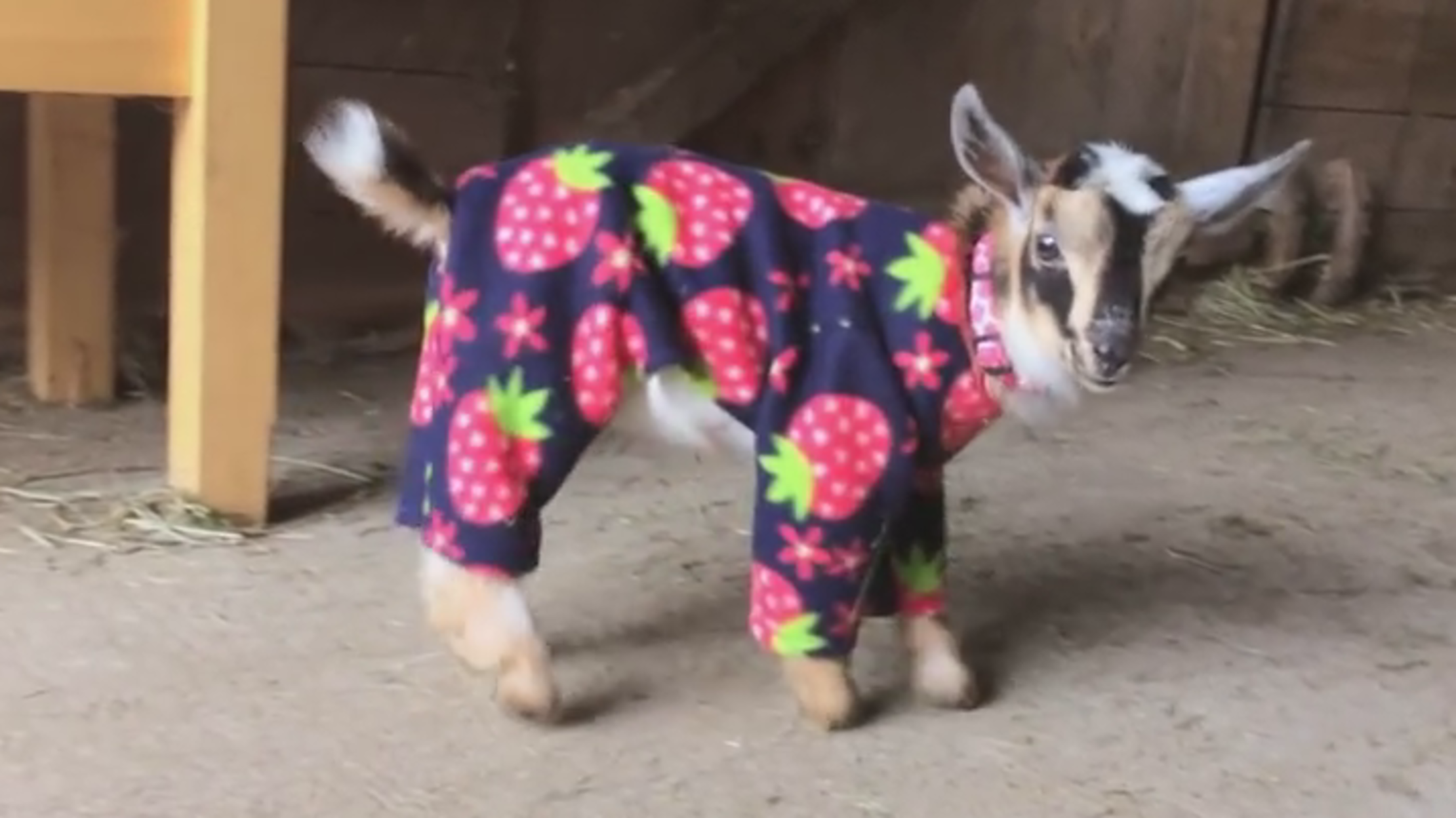 Morning Cup Of Links Baby Goats In Pajamas Mental Floss