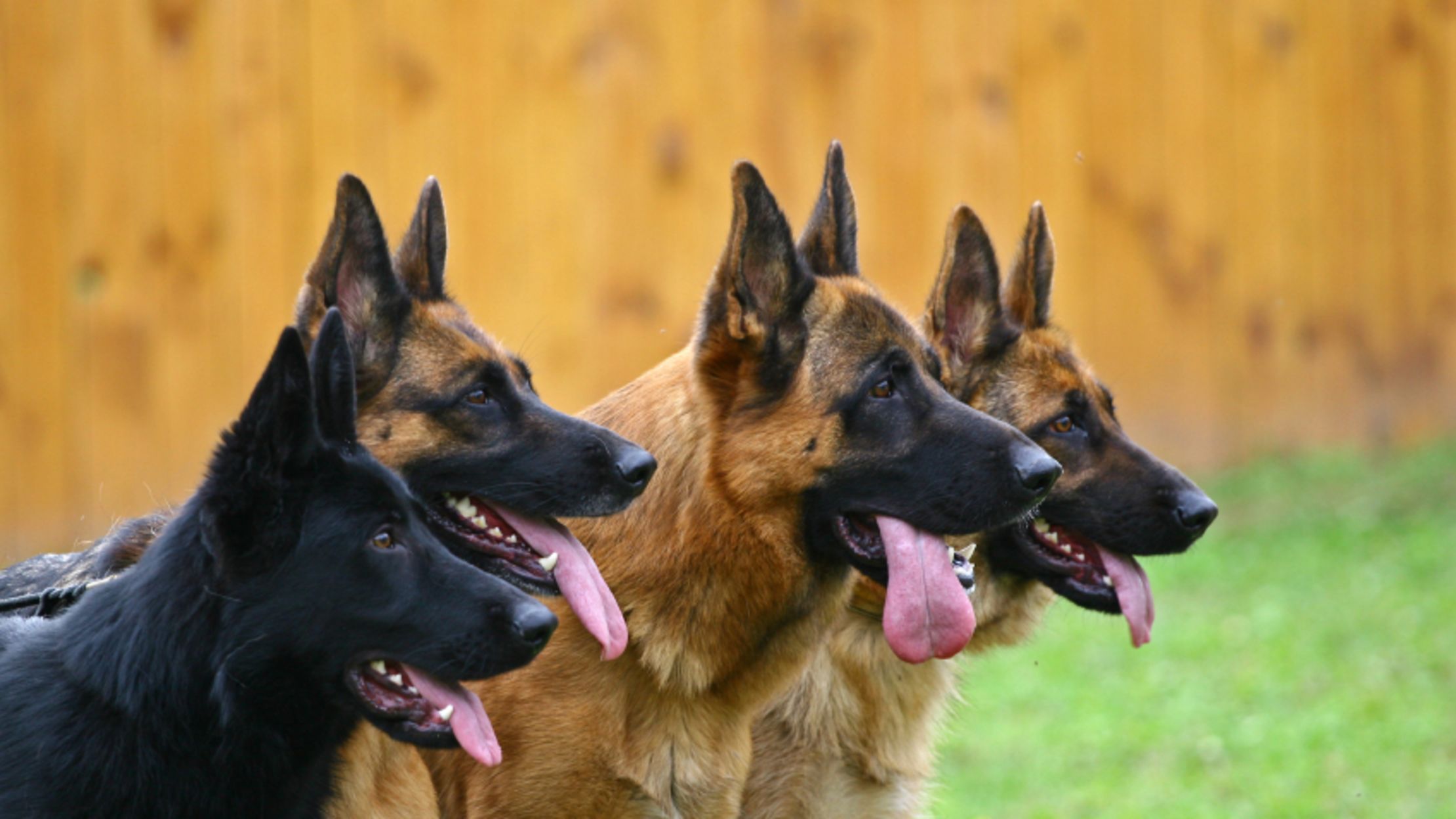 10 Noble Facts About German Shepherds | Mental Floss