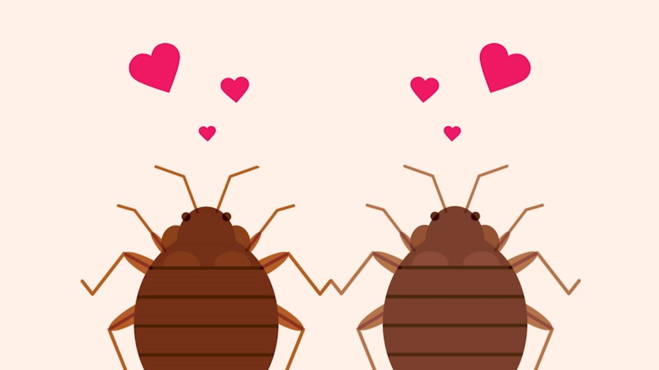 7 Infested Facts About Bed Bugs Mental Floss 7 Infested Facts About Bed Bugs Mental Floss