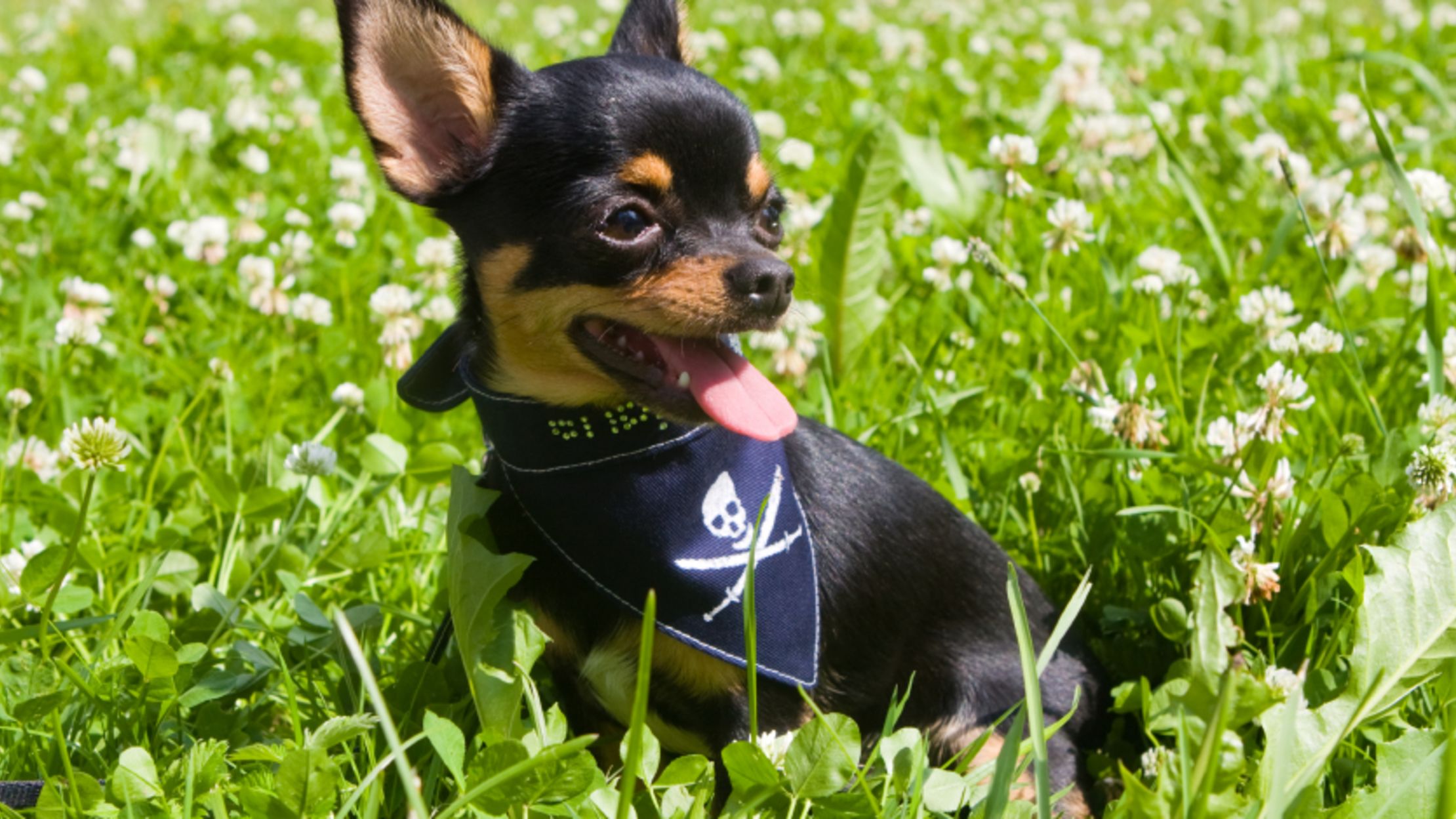 10 Feisty Facts About Chihuahuas 