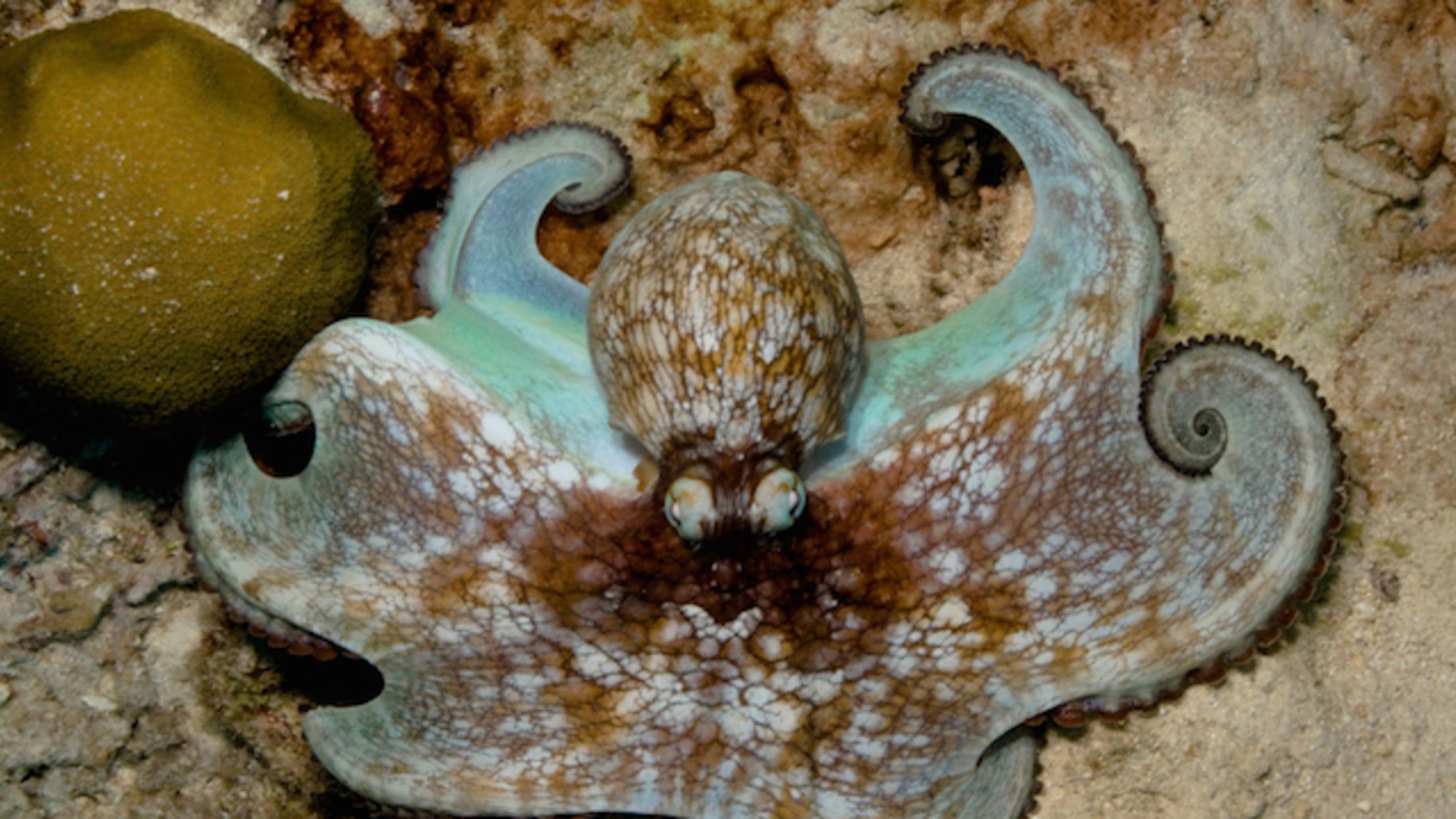 карибский рифовый осьминог