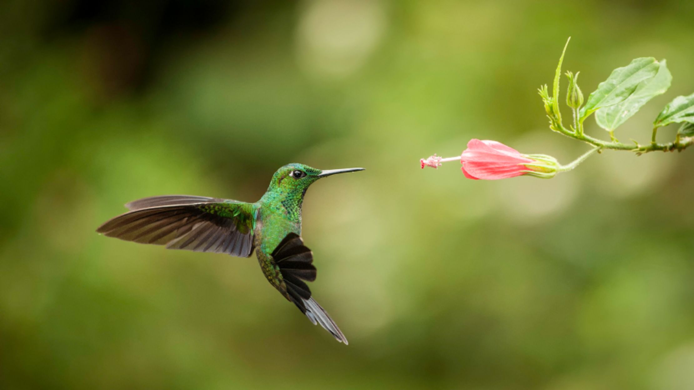 How Do Hummingbirds Hover in Rain and Wind? Mental Floss