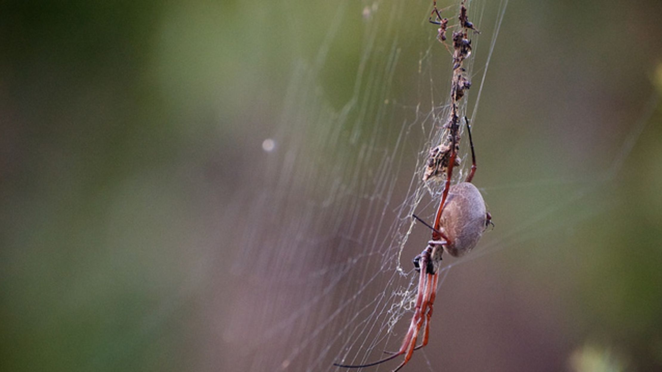 The Nightmare Is Real It's Raining Spiders in Australia Mental Floss