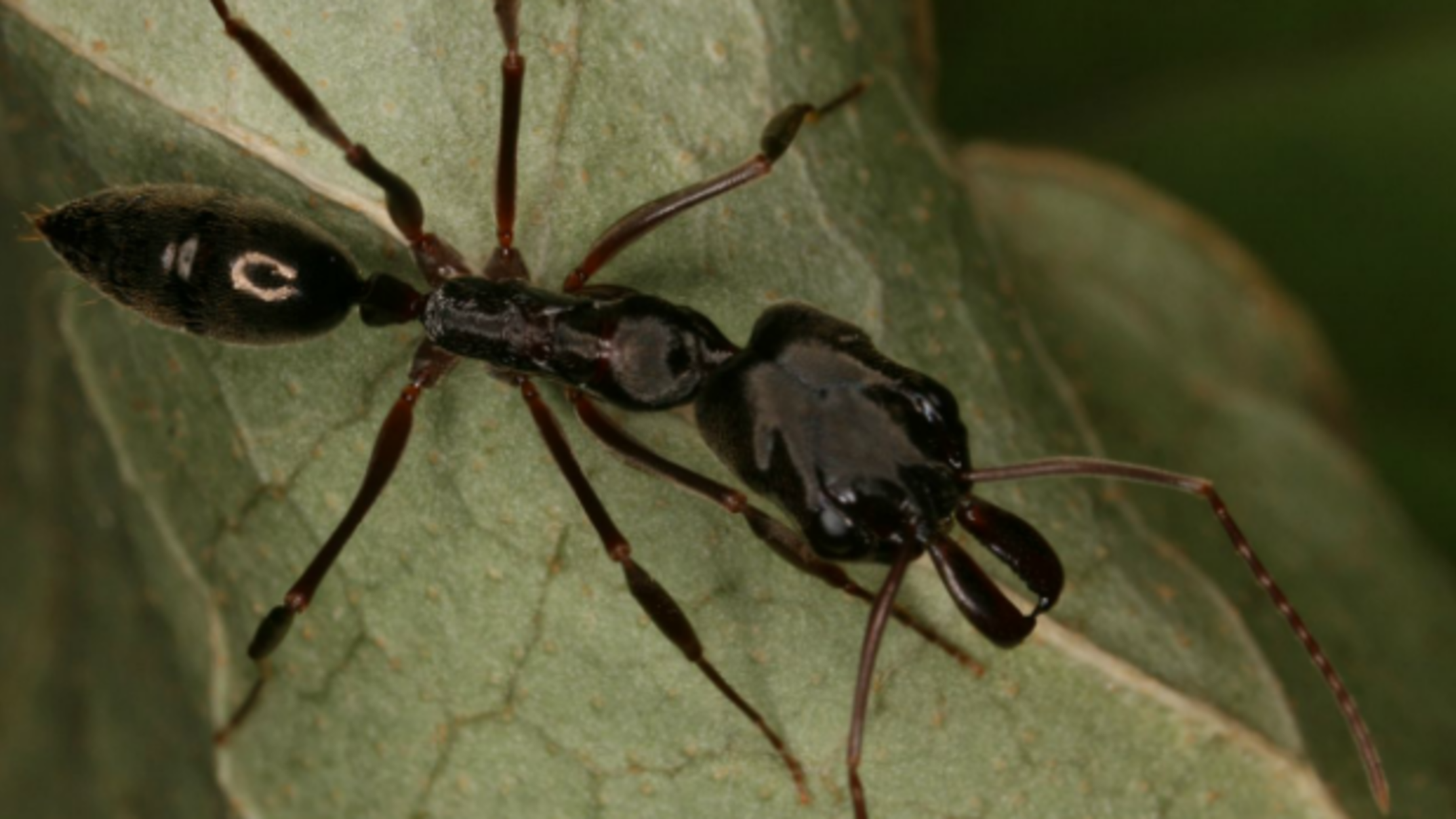 These Ants Escape Predators With Spring Loaded Jaws Mental Floss