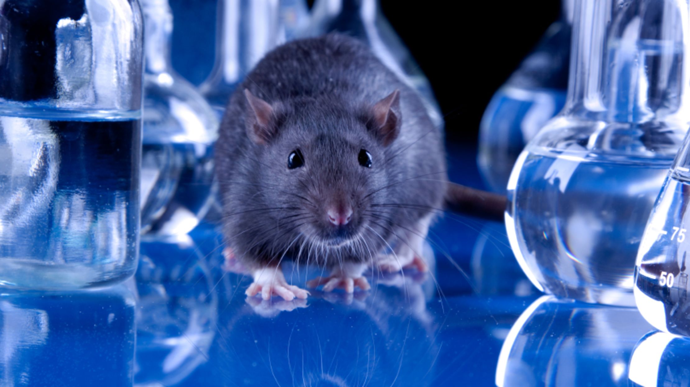 Rats Save Drowning Pals, Skip the Chocolate Mental Floss