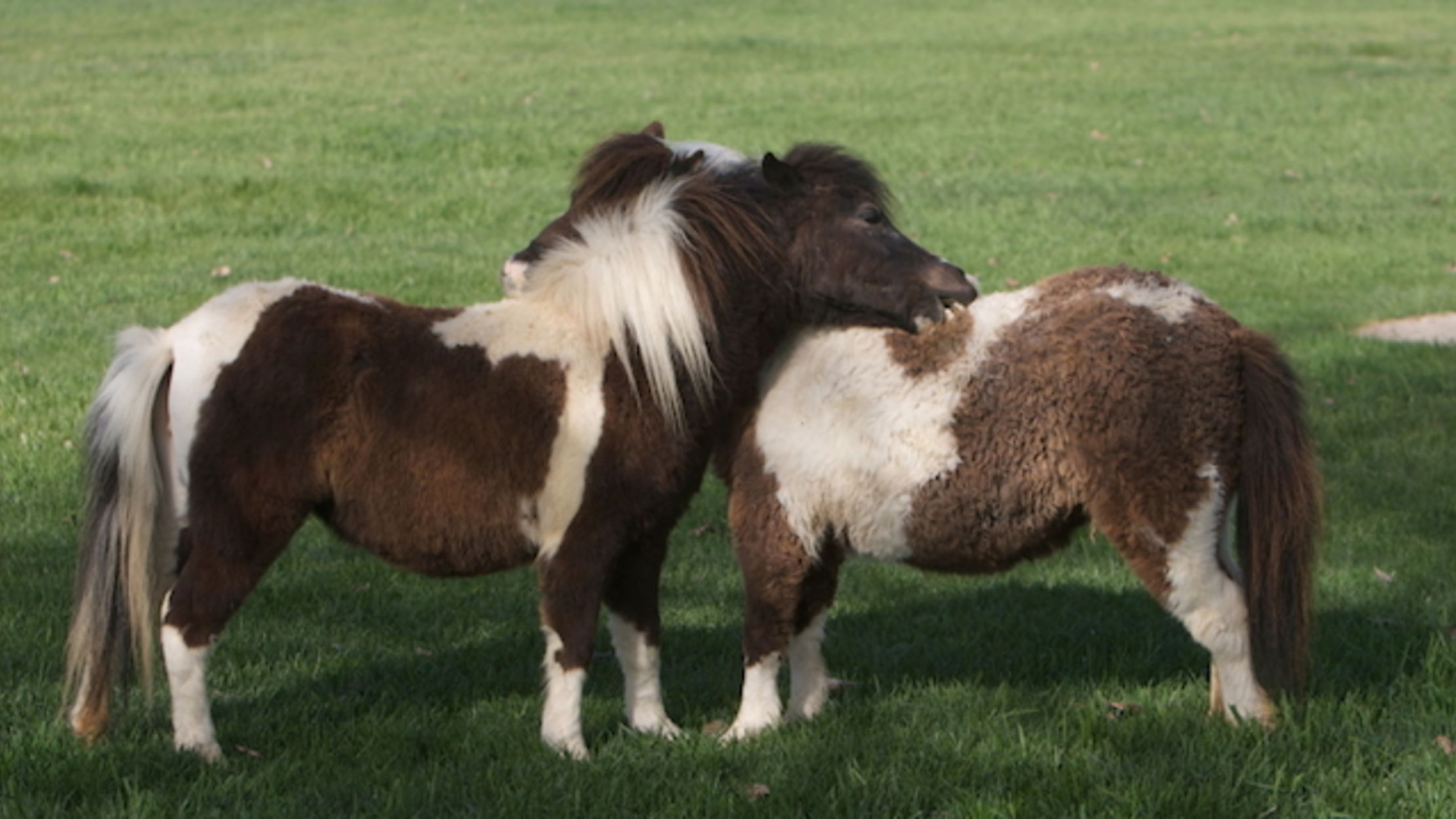 5 Things You Ve Always Wondered About Miniature Horses Mental Floss