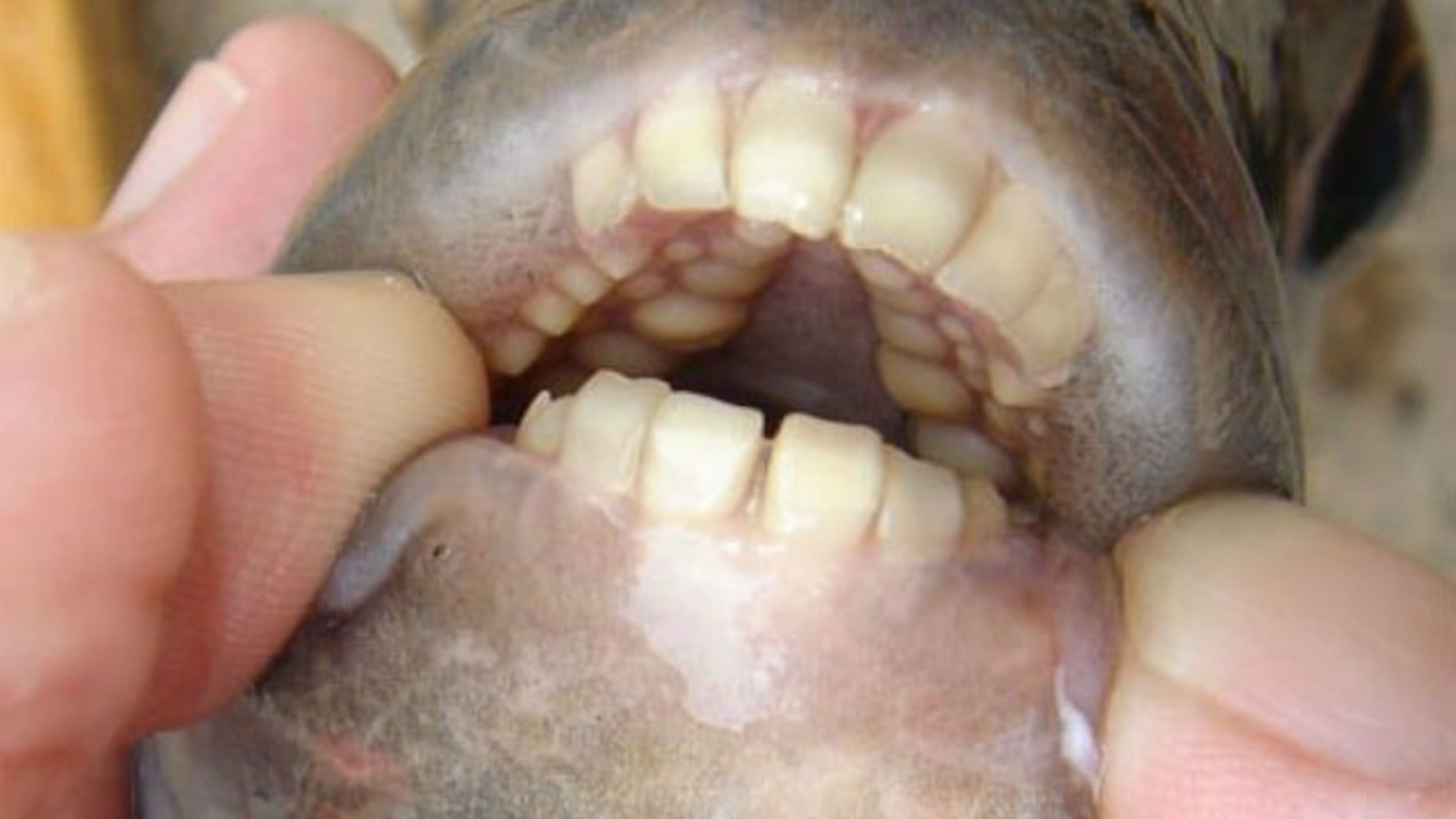 The Fish That Could Wear Braces Mental Floss