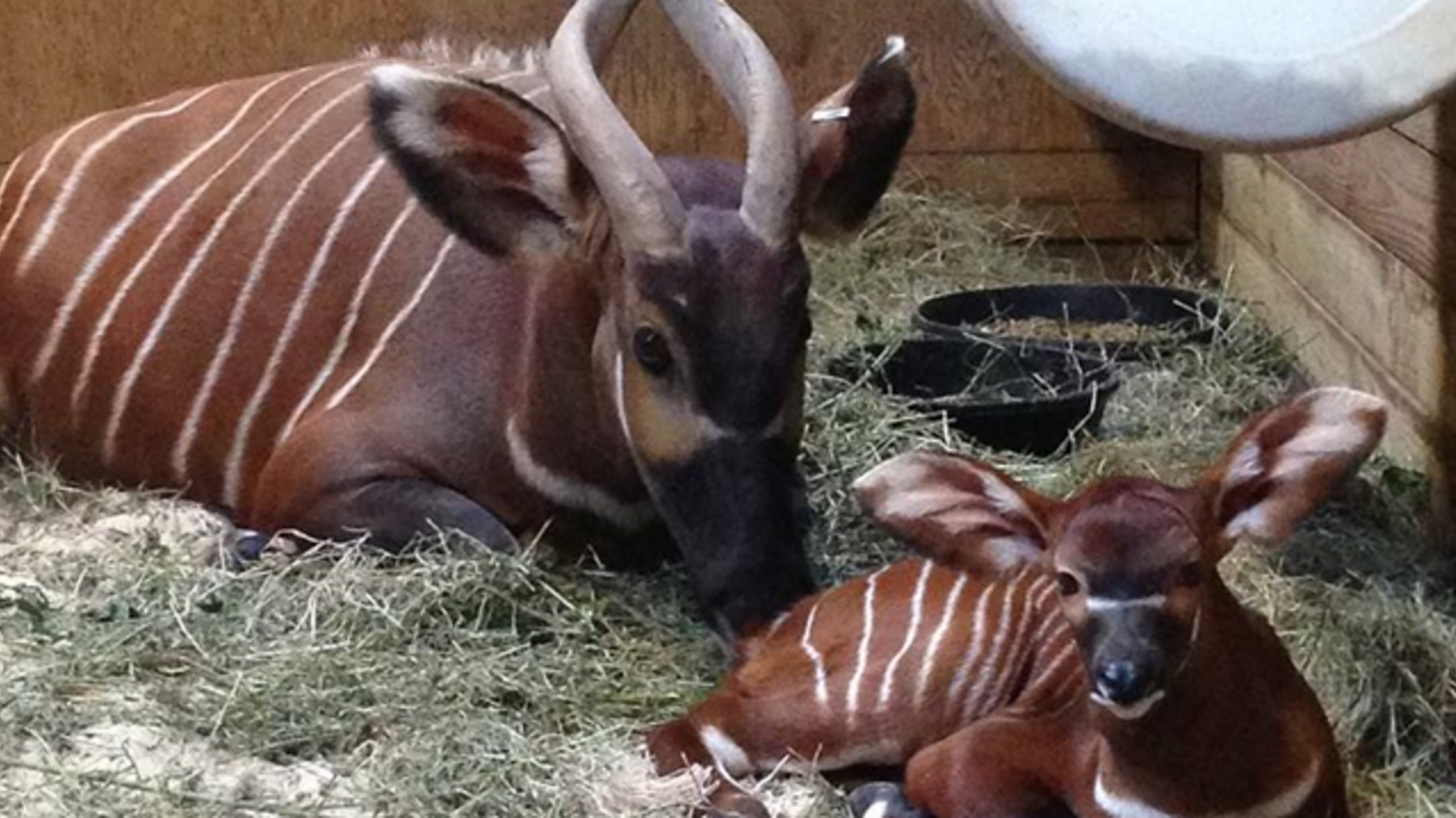 5 Fast Facts About Eastern Bongos Mental Floss