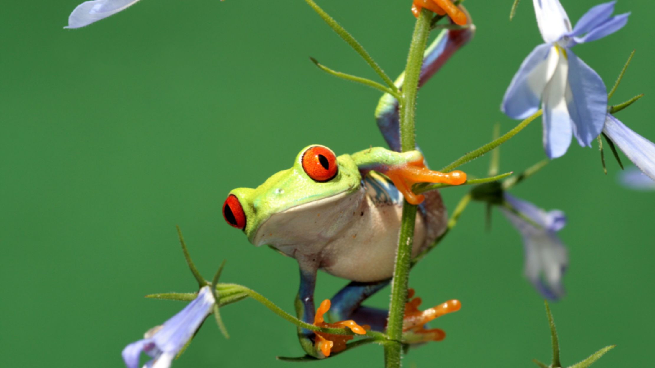 11 Colorful Facts About The Red Eyed Tree Frog Mental Floss Frog red eyed stock photos and images (6,813). red eyed tree frog