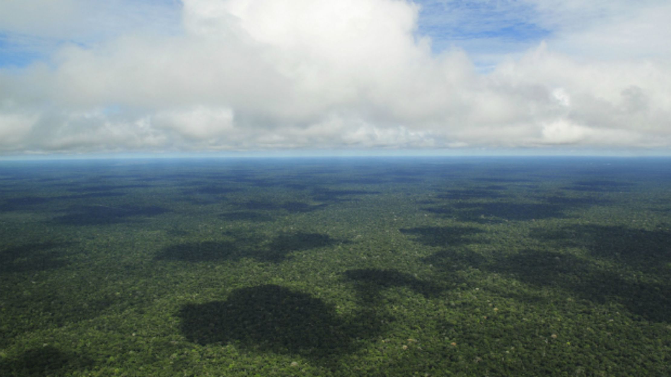How Many Trees Are There in the Amazon? Mental Floss