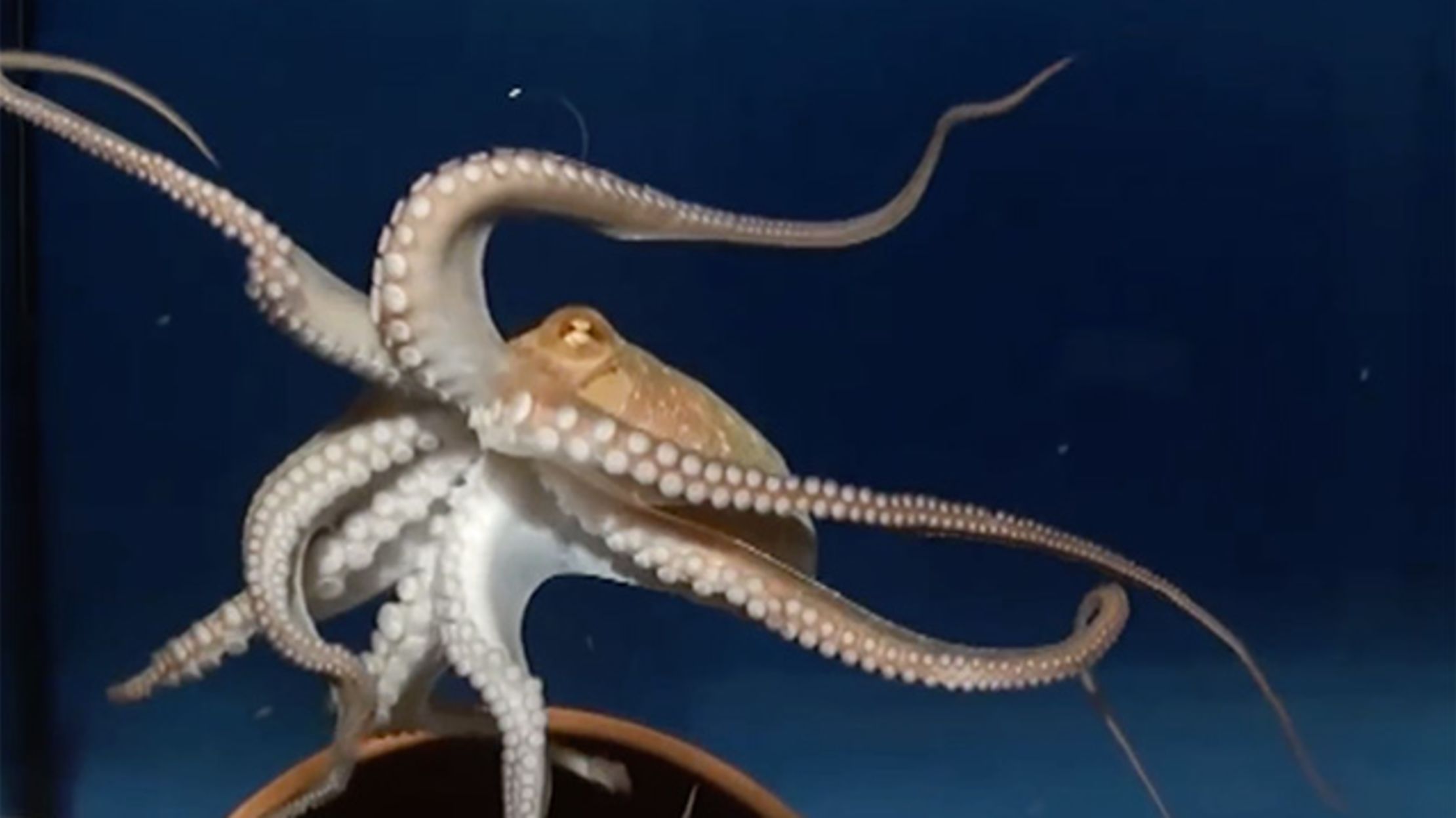 How the Octopus Moves Mental Floss