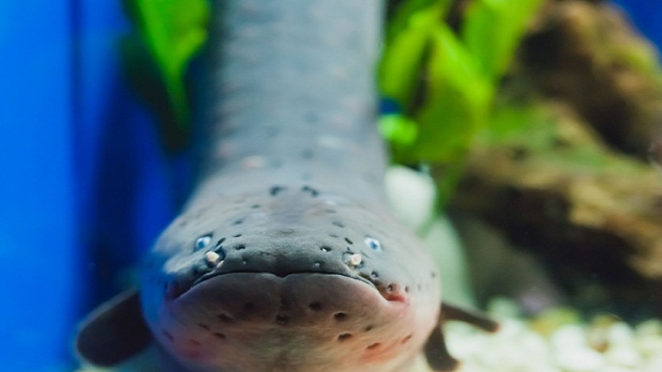 9 Shocking Facts About Electric Eels | Mental Floss