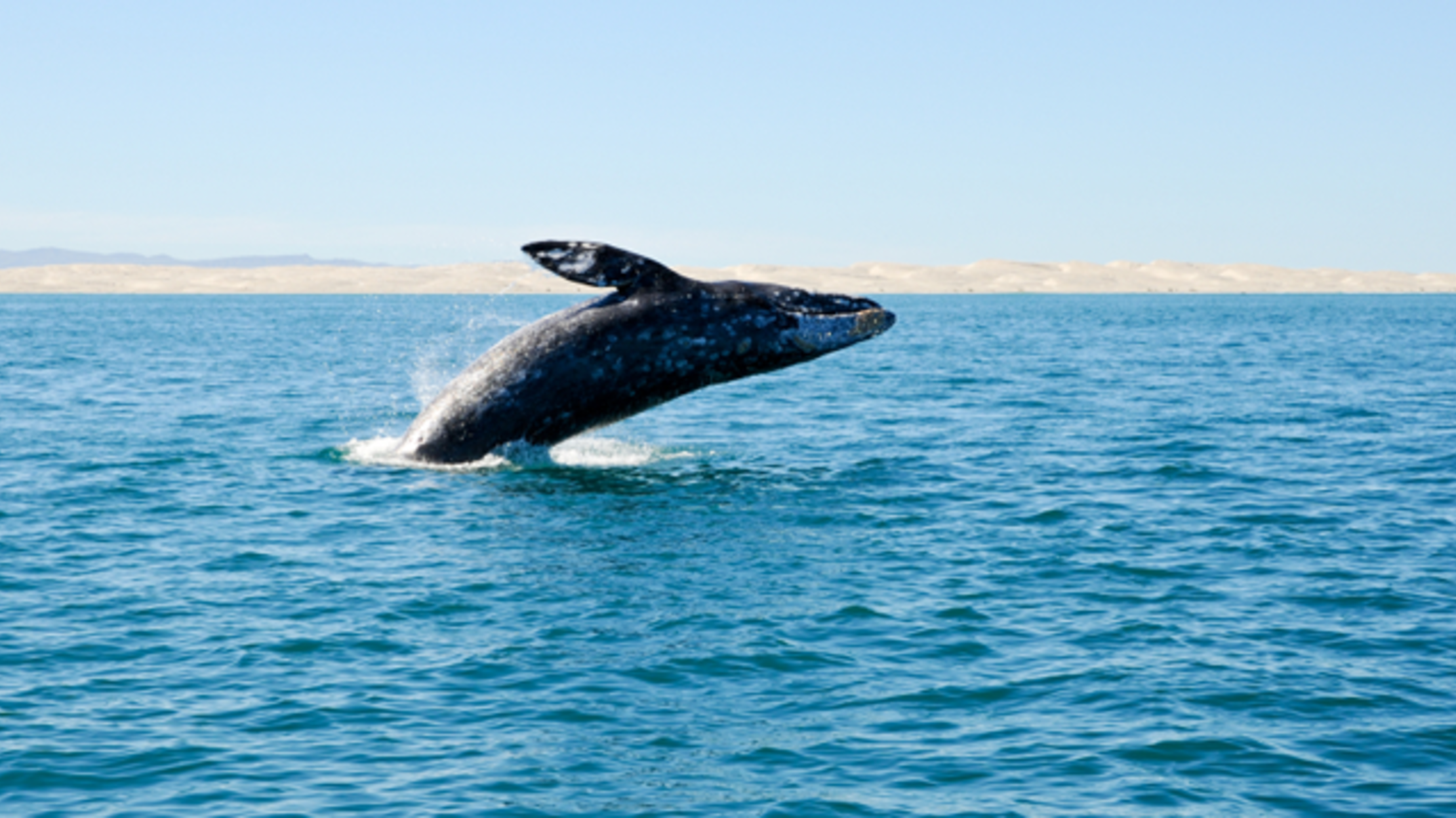 11 Amazingly Long Animal Migrations | Mental Floss