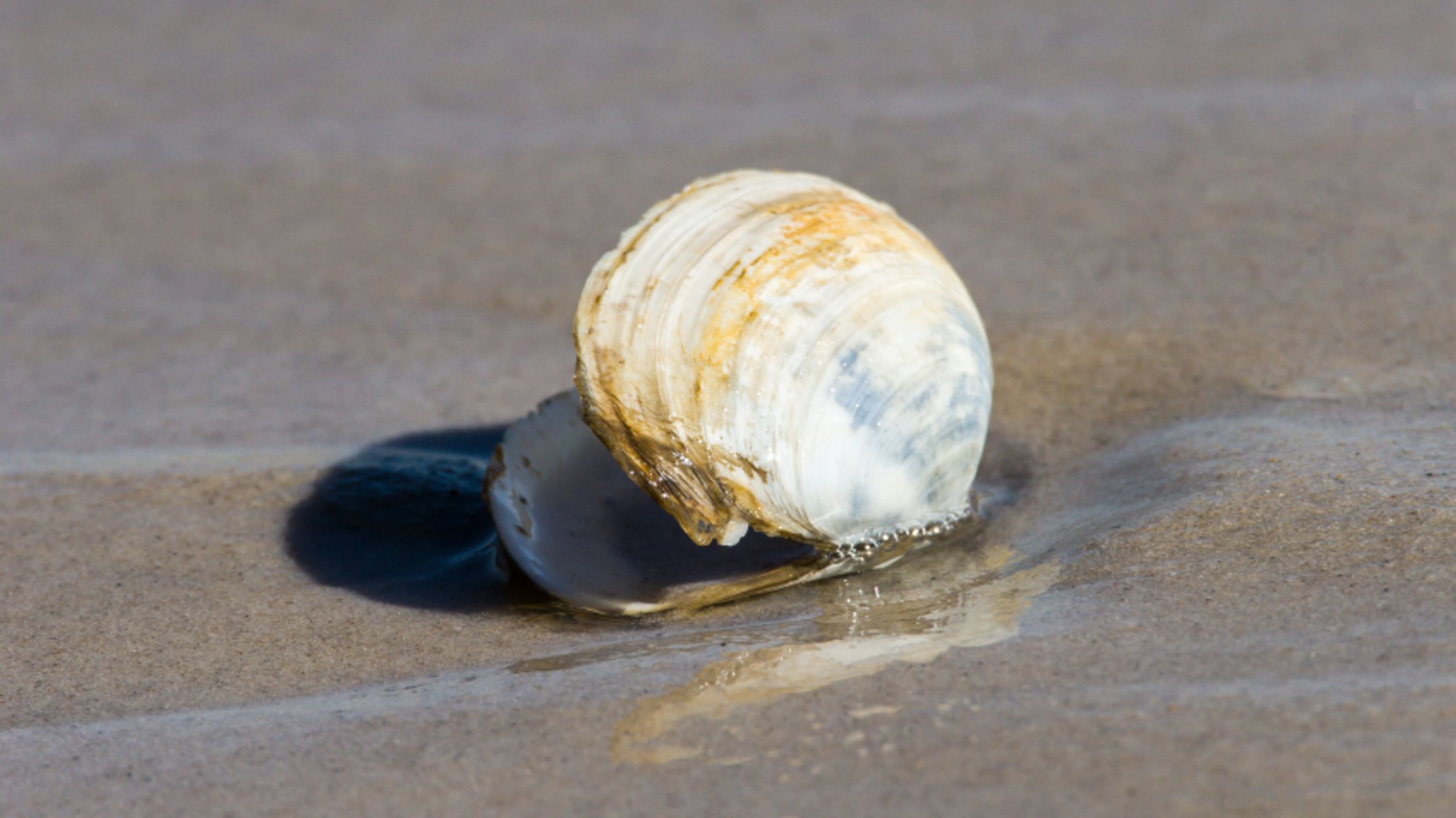 Clams Are Giving Each Other Cancer Mental Floss