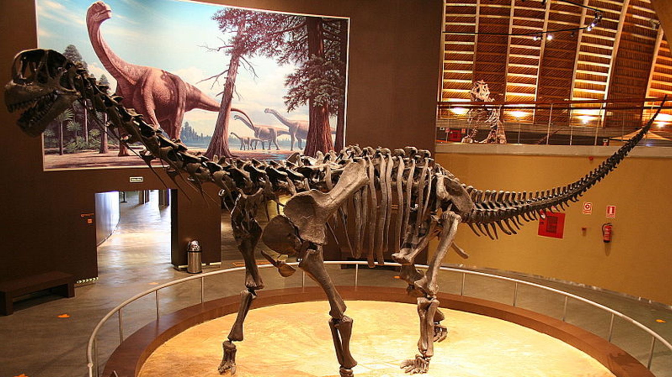 camarasaurus