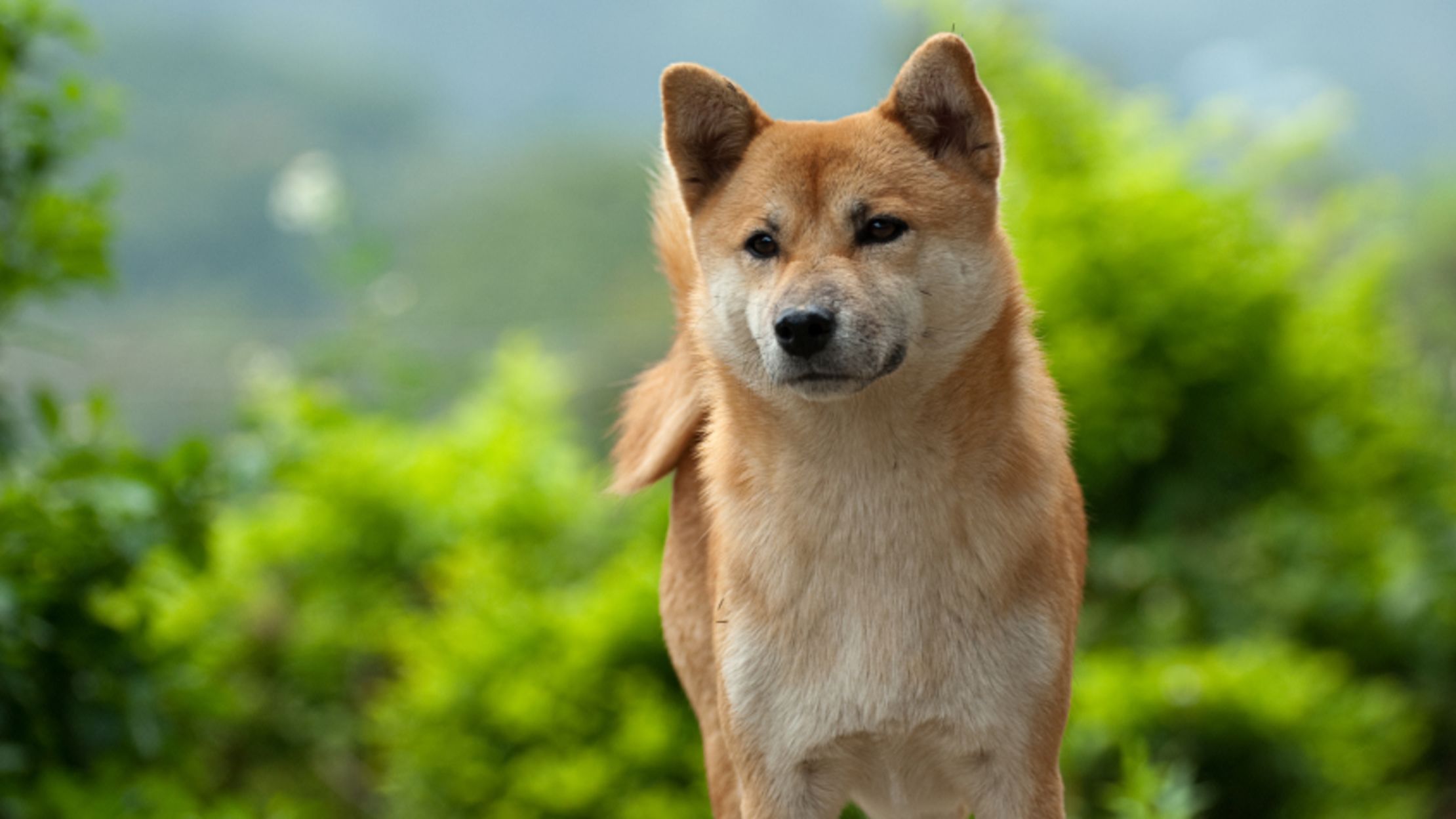 11 Adorable Facts About Shiba Inus Mental Floss