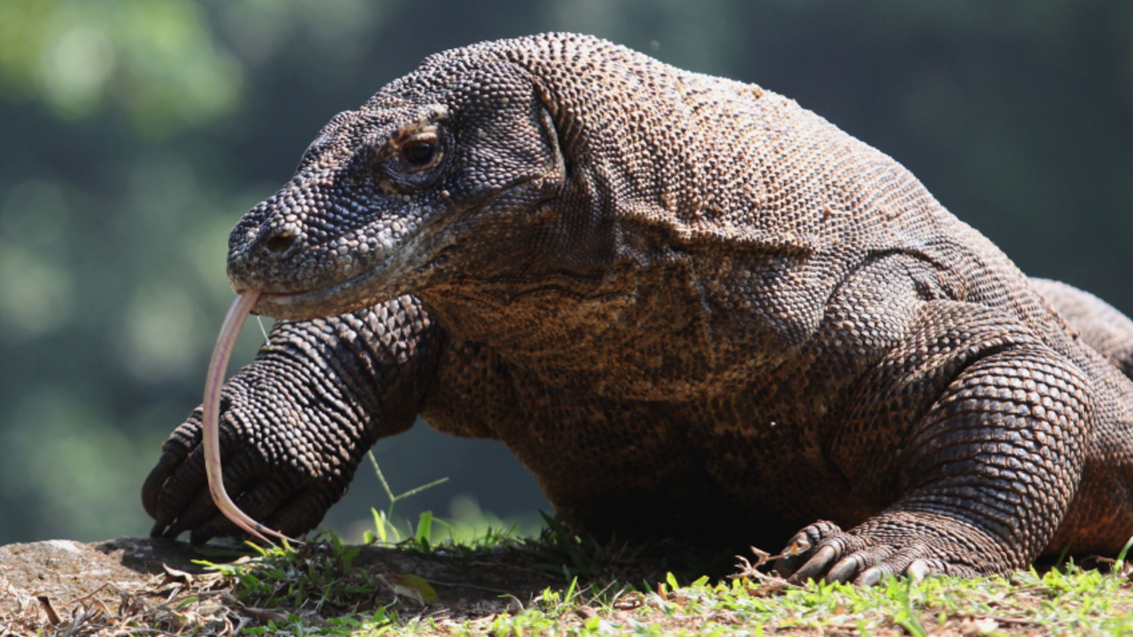 10 Amazing Facts About Komodo Dragons | Mental Floss