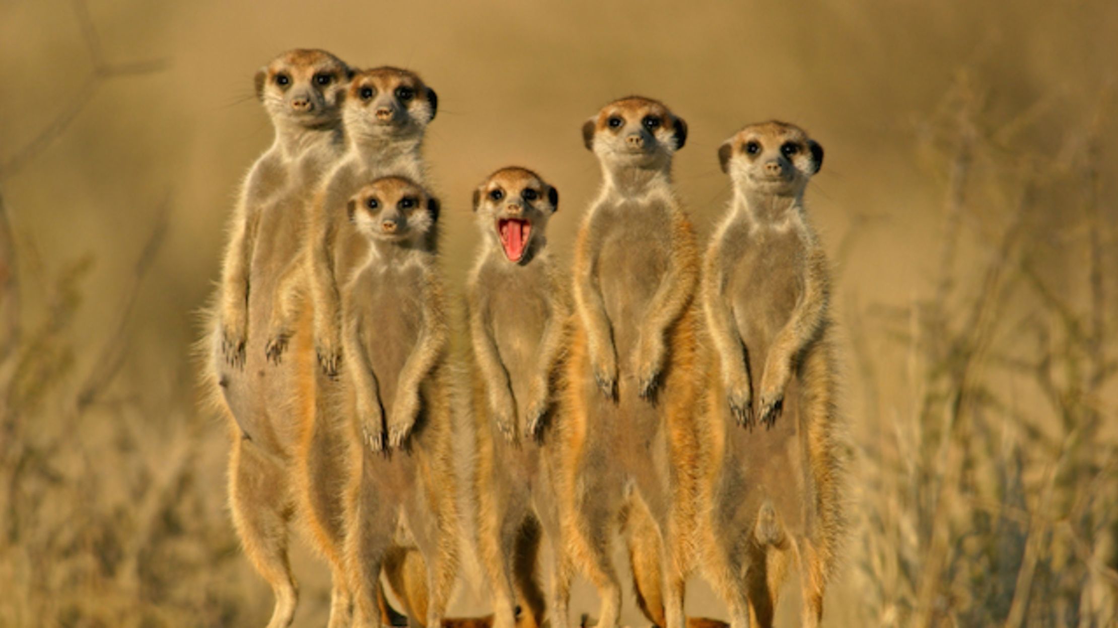 10 Fascinating Furry Facts About Meerkats Mental Floss