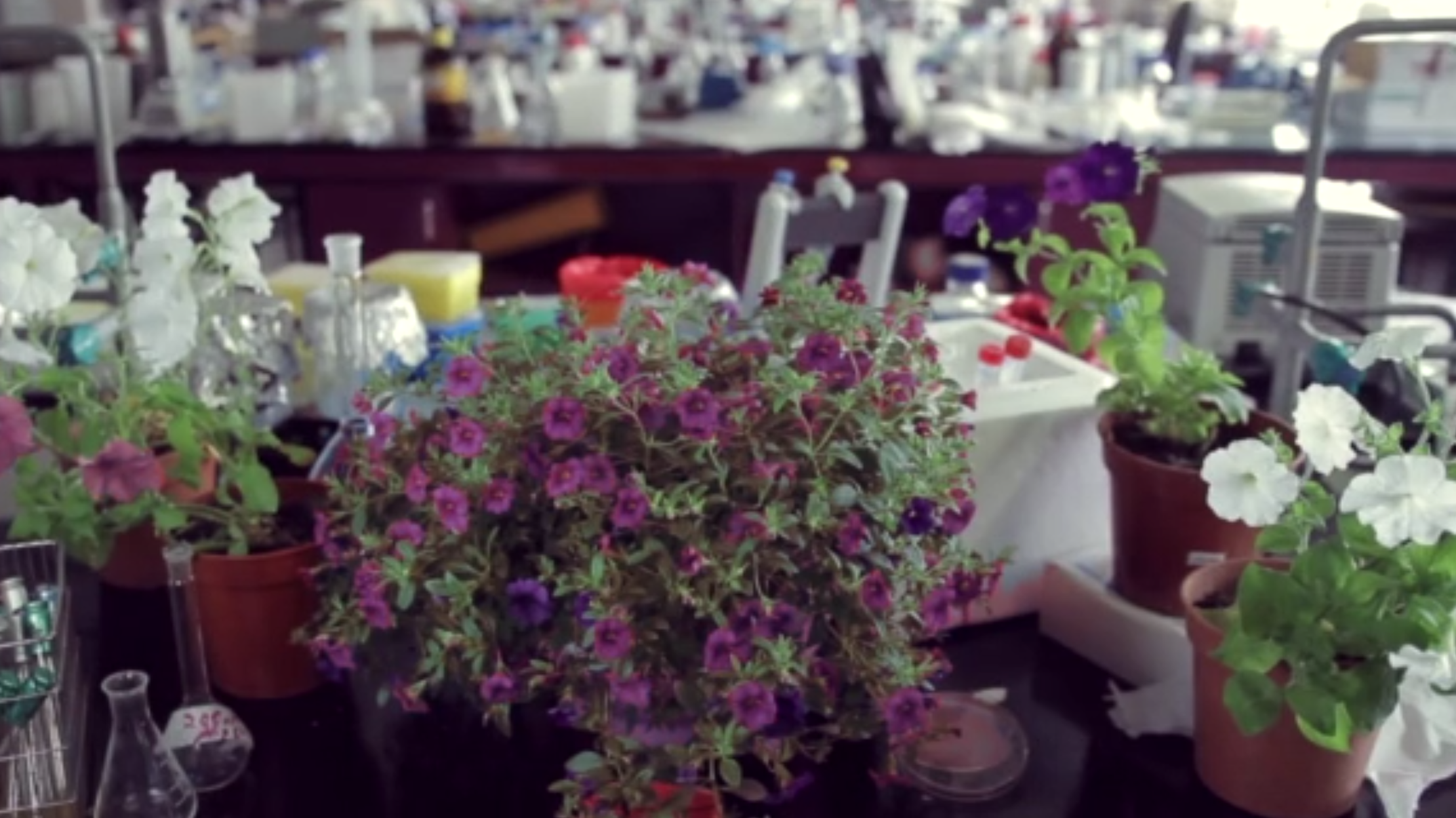 These Flowers Change Color on Demand Mental Floss