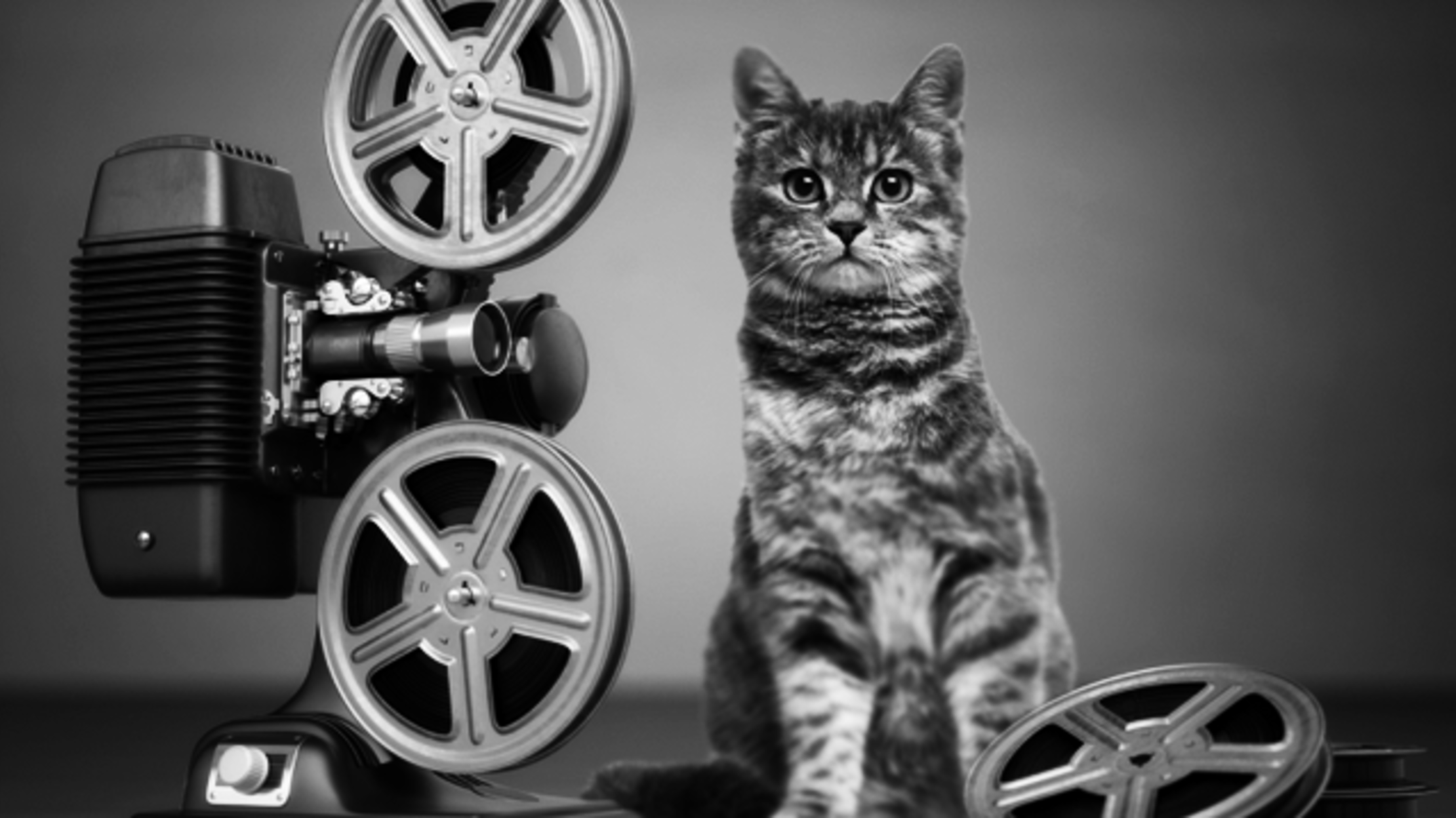 6 Cats Who Made A Mark On The Silver Screen Mental Floss
