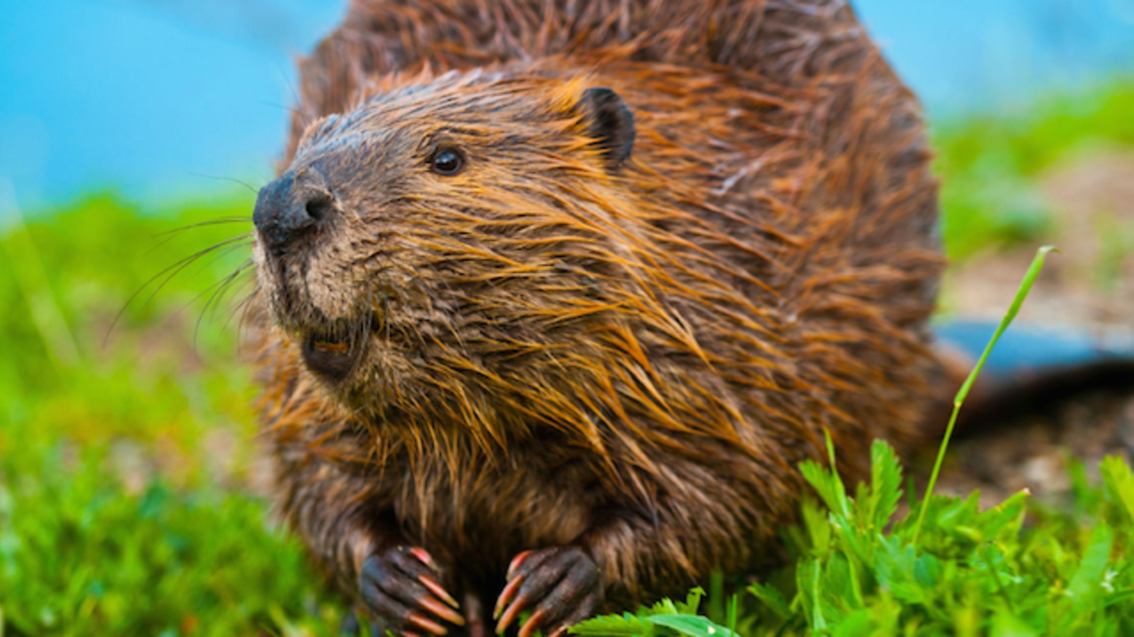 11 Fascinating Facts About Beavers Mental Floss