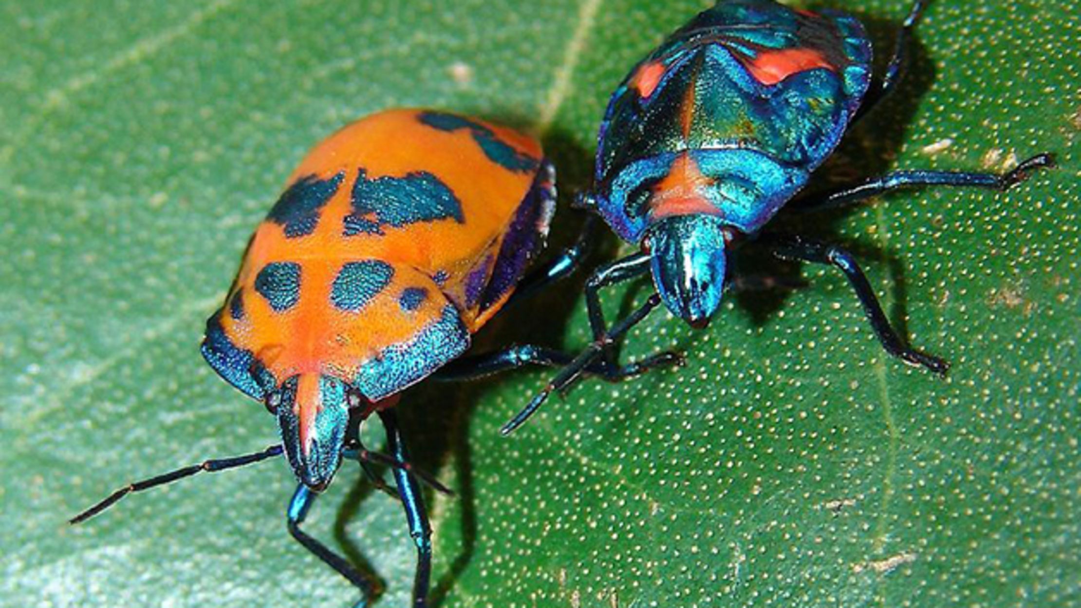 Bug’s Color is Warning for One Predator, Invisible to Another | Mental