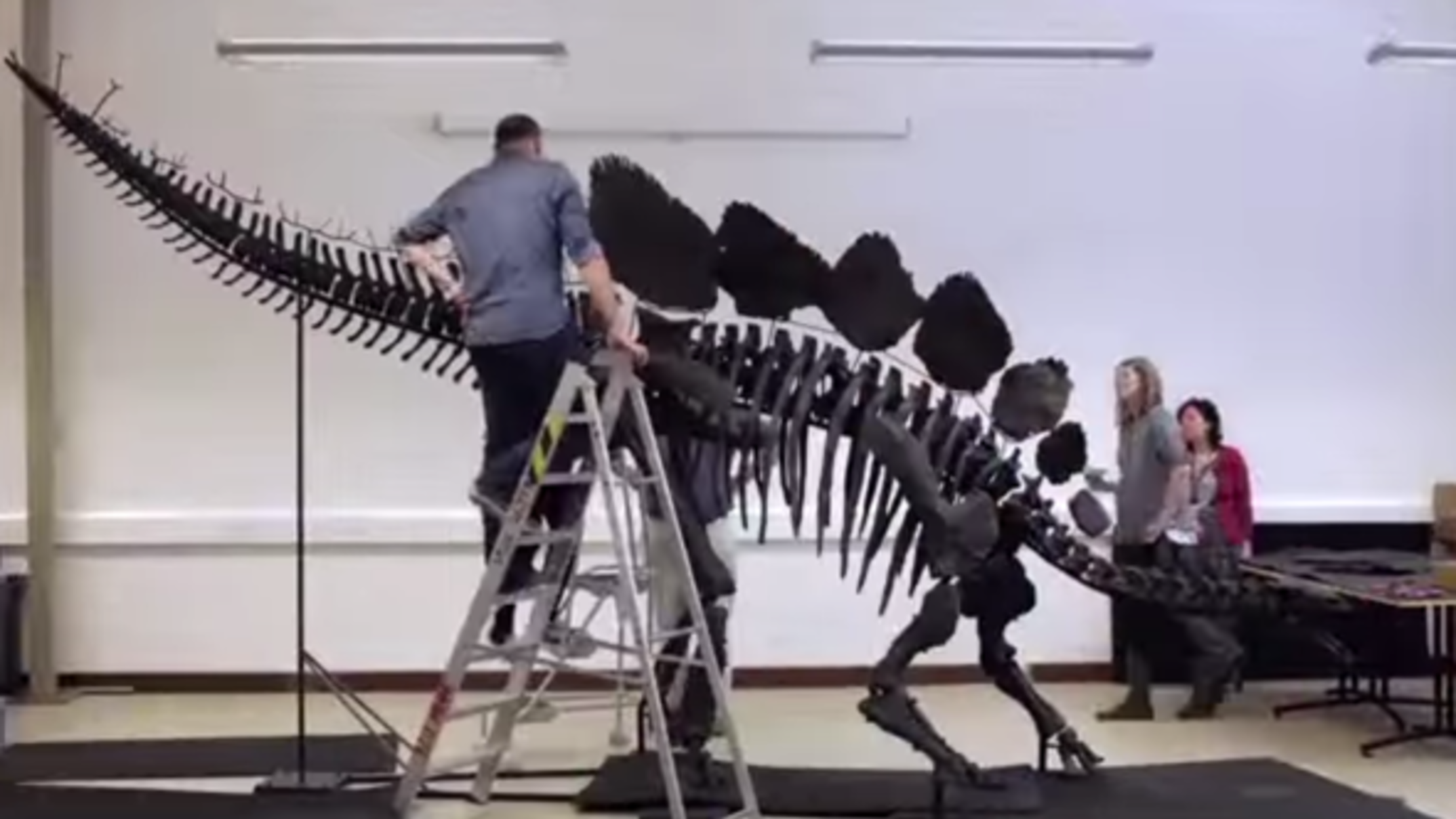 How To Weigh A Dinosaur Mental Floss