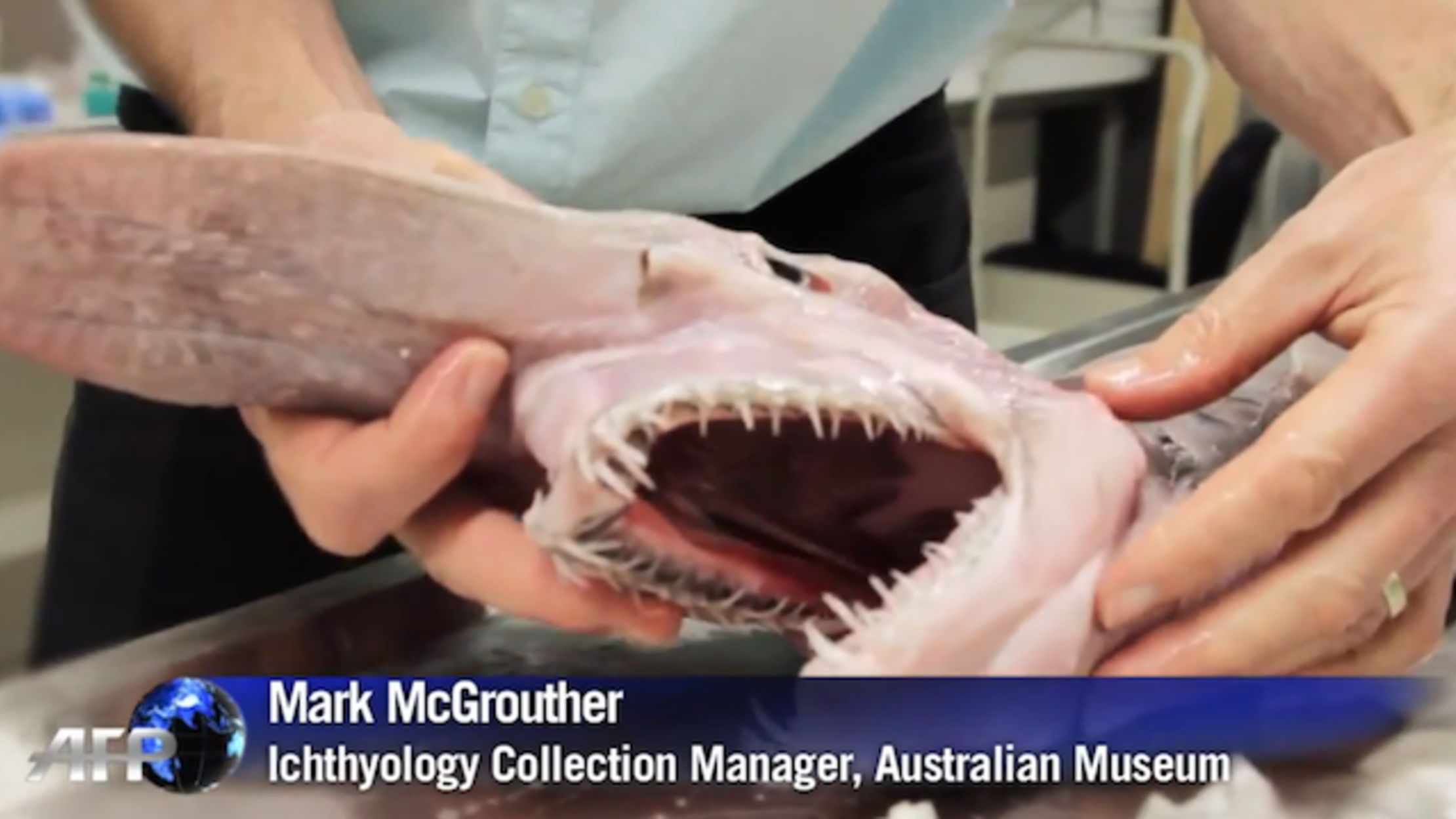 Rare Goblin Shark Caught in Australia | Mental Floss