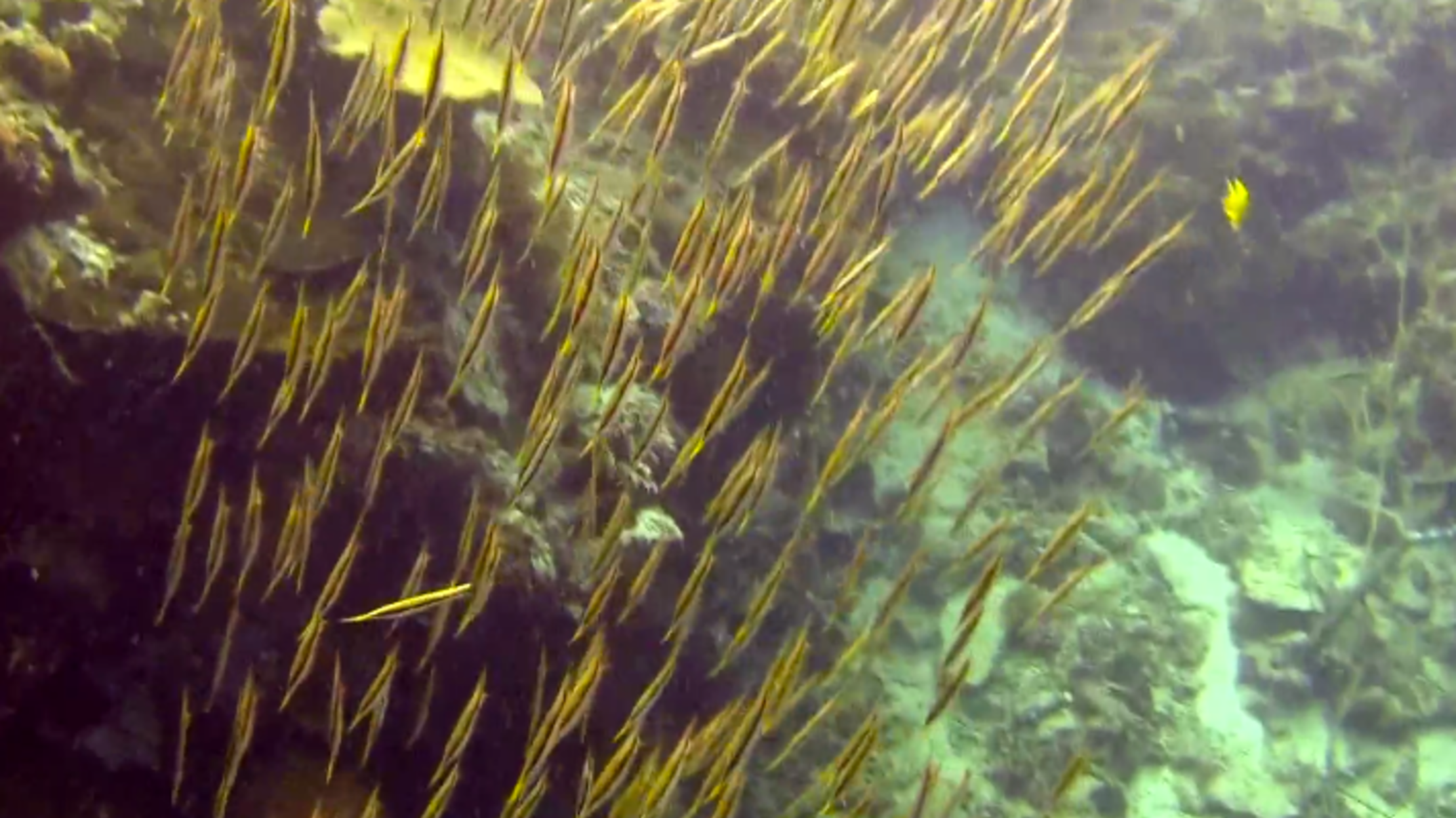 This Weird Fish Swims Standing on its Head Mental Floss
