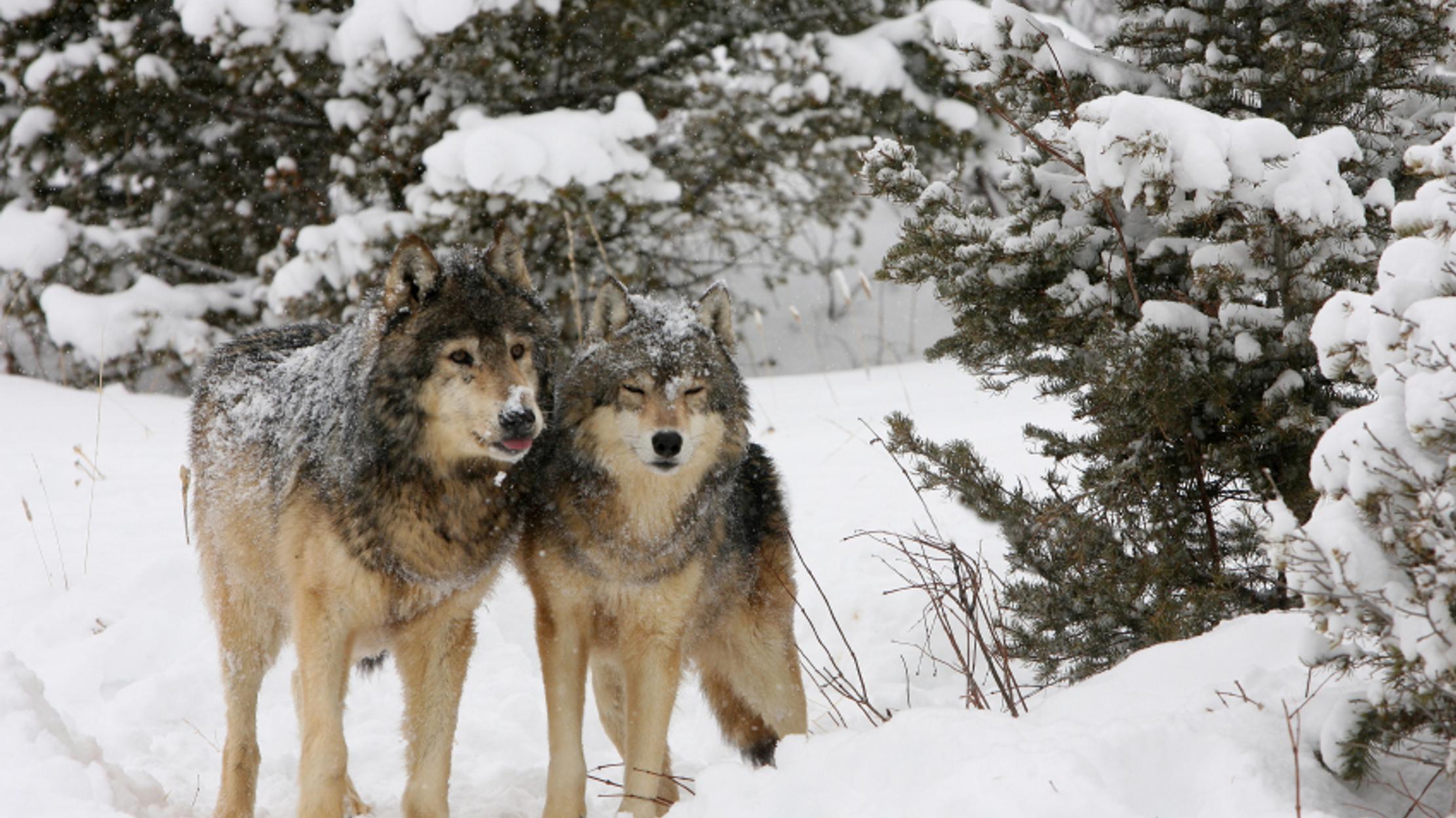 Why Don t Humans Have A Mating Season Mental Floss