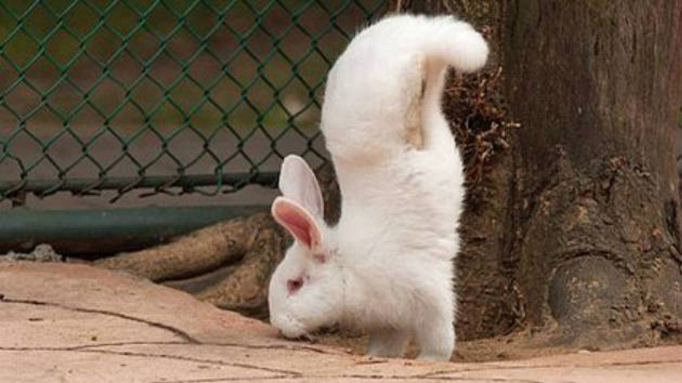 Кролик стучит задними лапами
