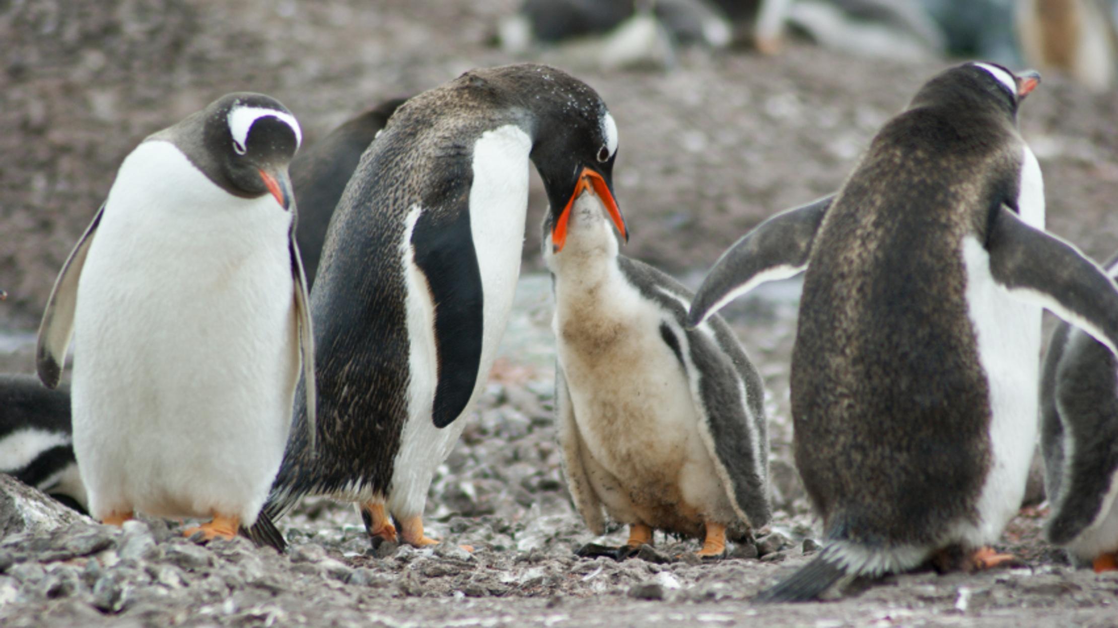 Penguins Are Losing Their Sense Of Taste Mental Floss