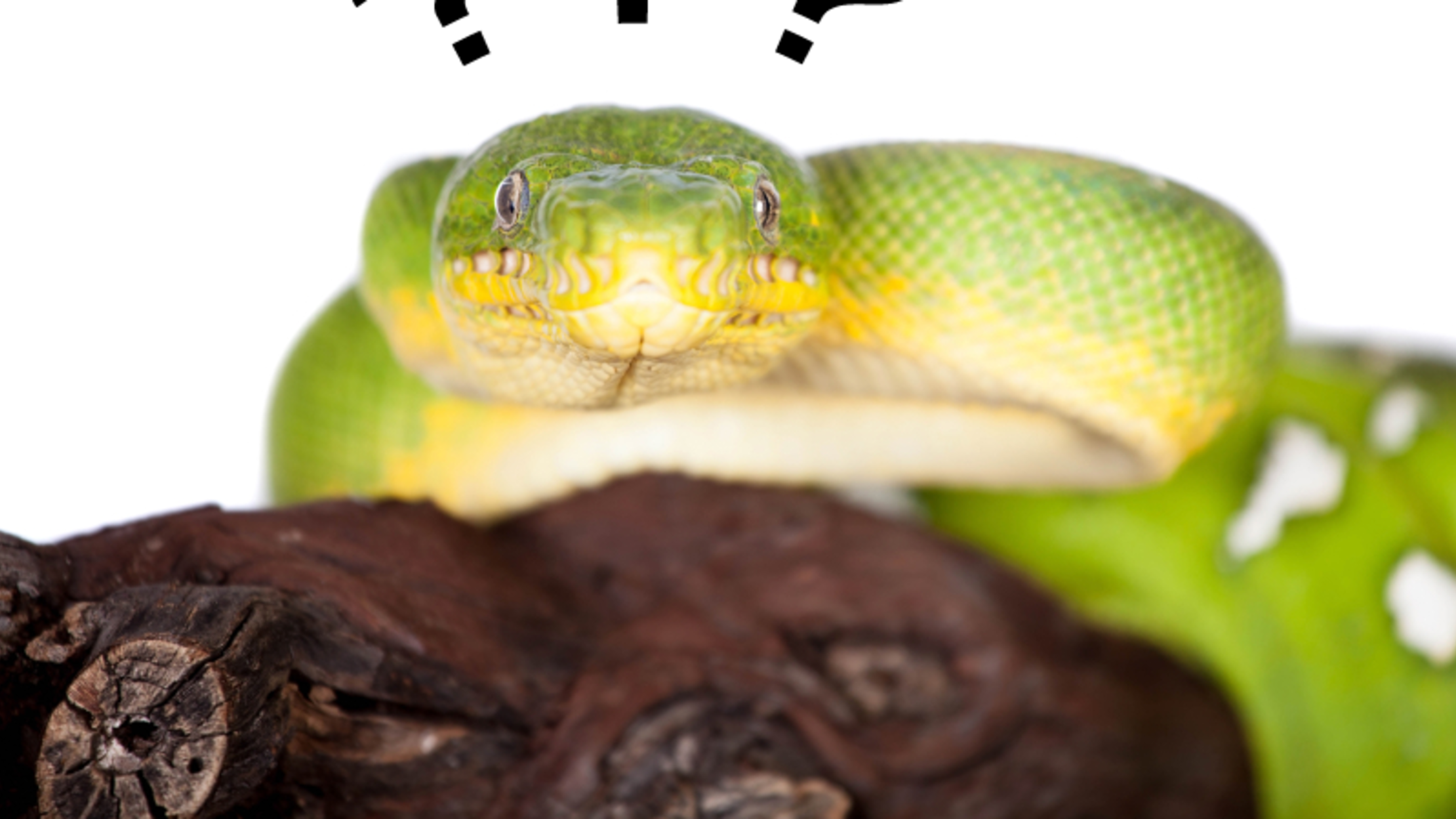 Whats The Difference Between A Boa And A Python Mental Floss 