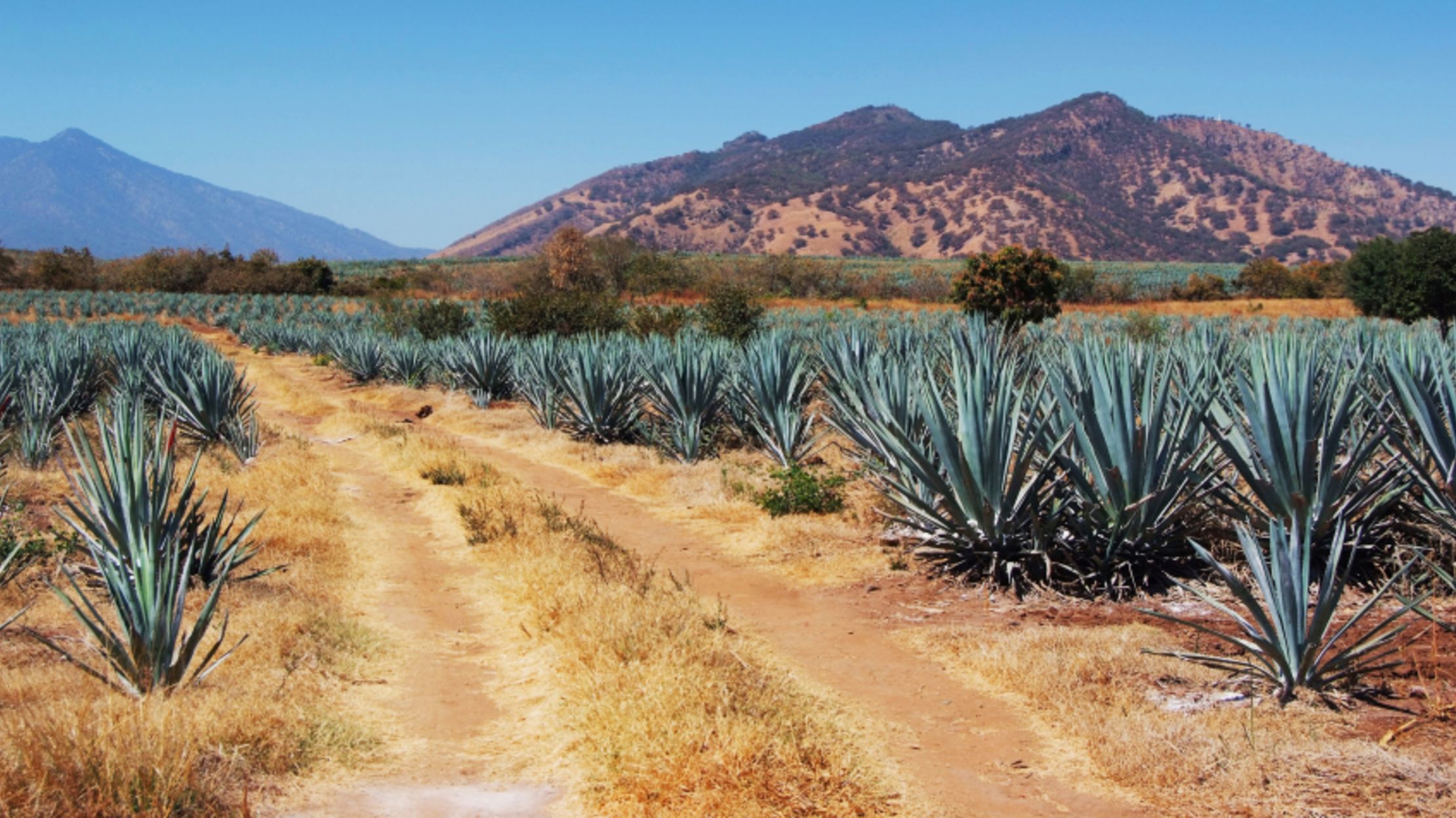 How Tequila is Made Mental Floss