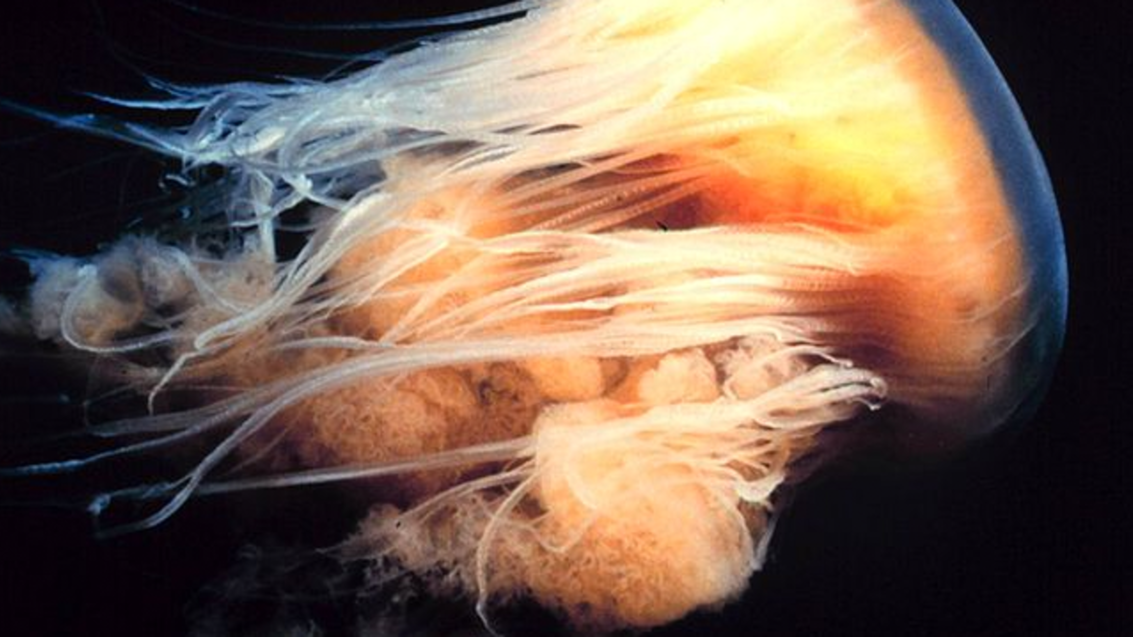 15 Facts About the Lion's Mane Jellyfish | Mental Floss