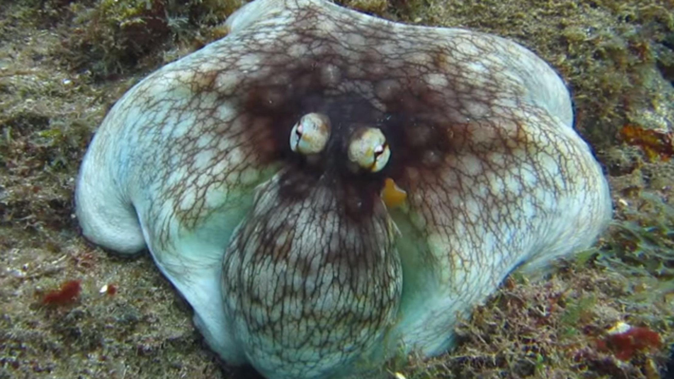 Explaining This Octopus' Amazing Camouflage Skills ...