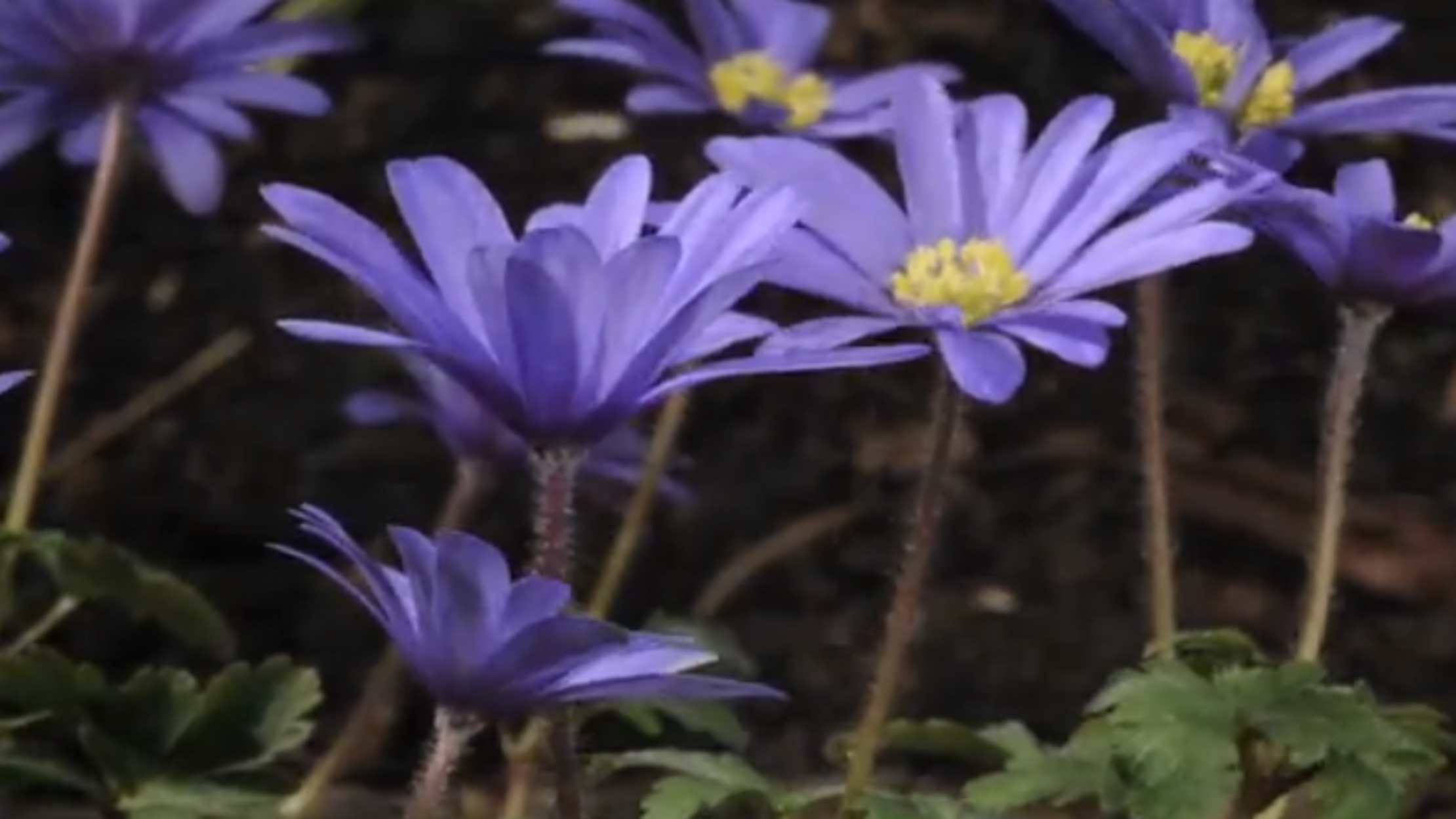 Watch This Satisfying Timelapse of Spring Flowers Blooming Mental Floss