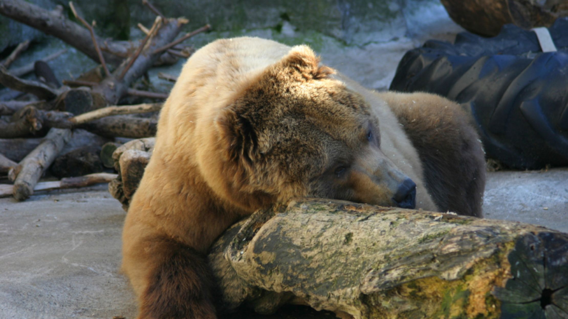 10 Eye Opening Facts About Hibernation Mental Floss