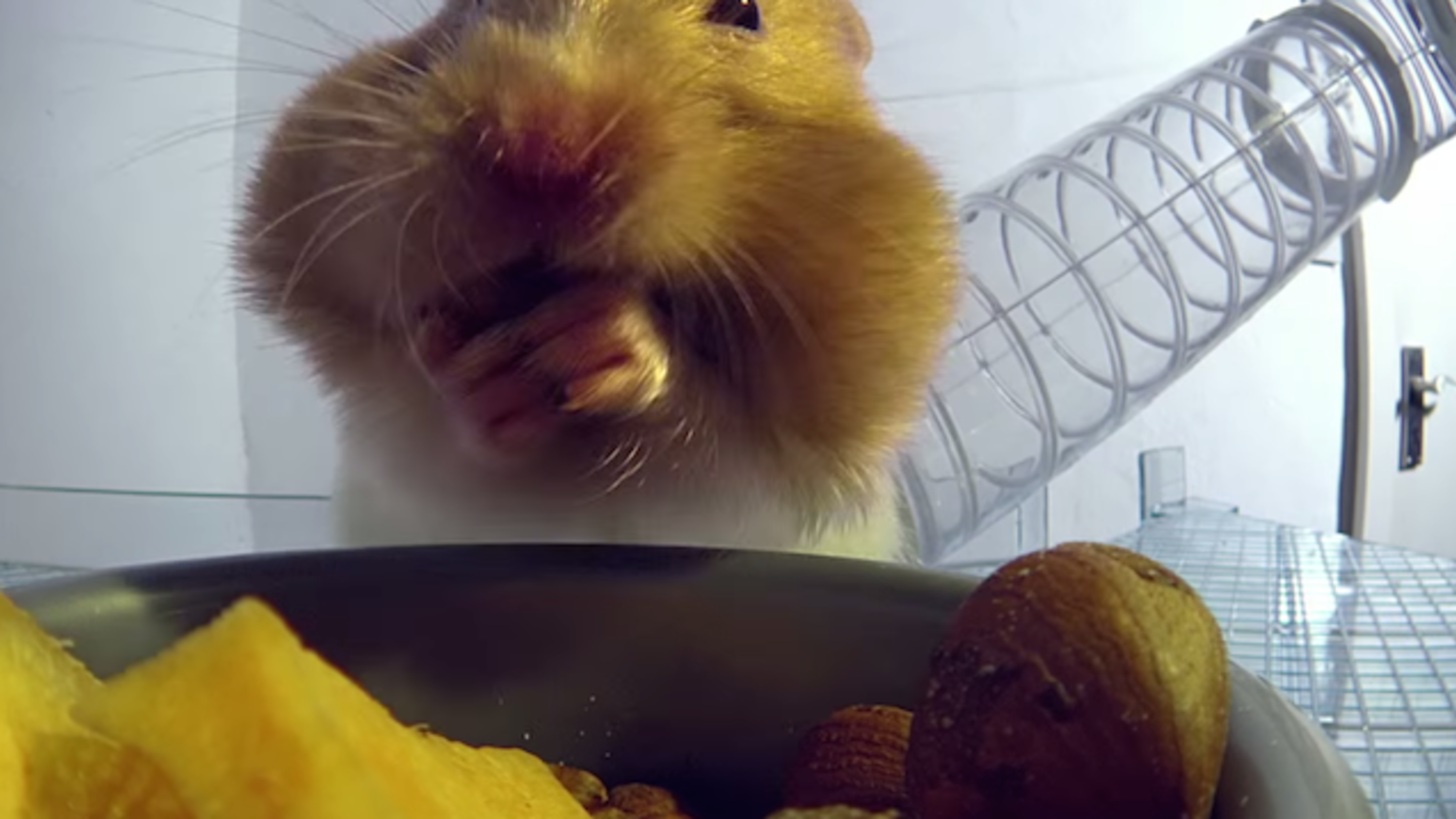 XRay Camera Reveals How Hamsters Fit So Much in Their Cheeks Mental