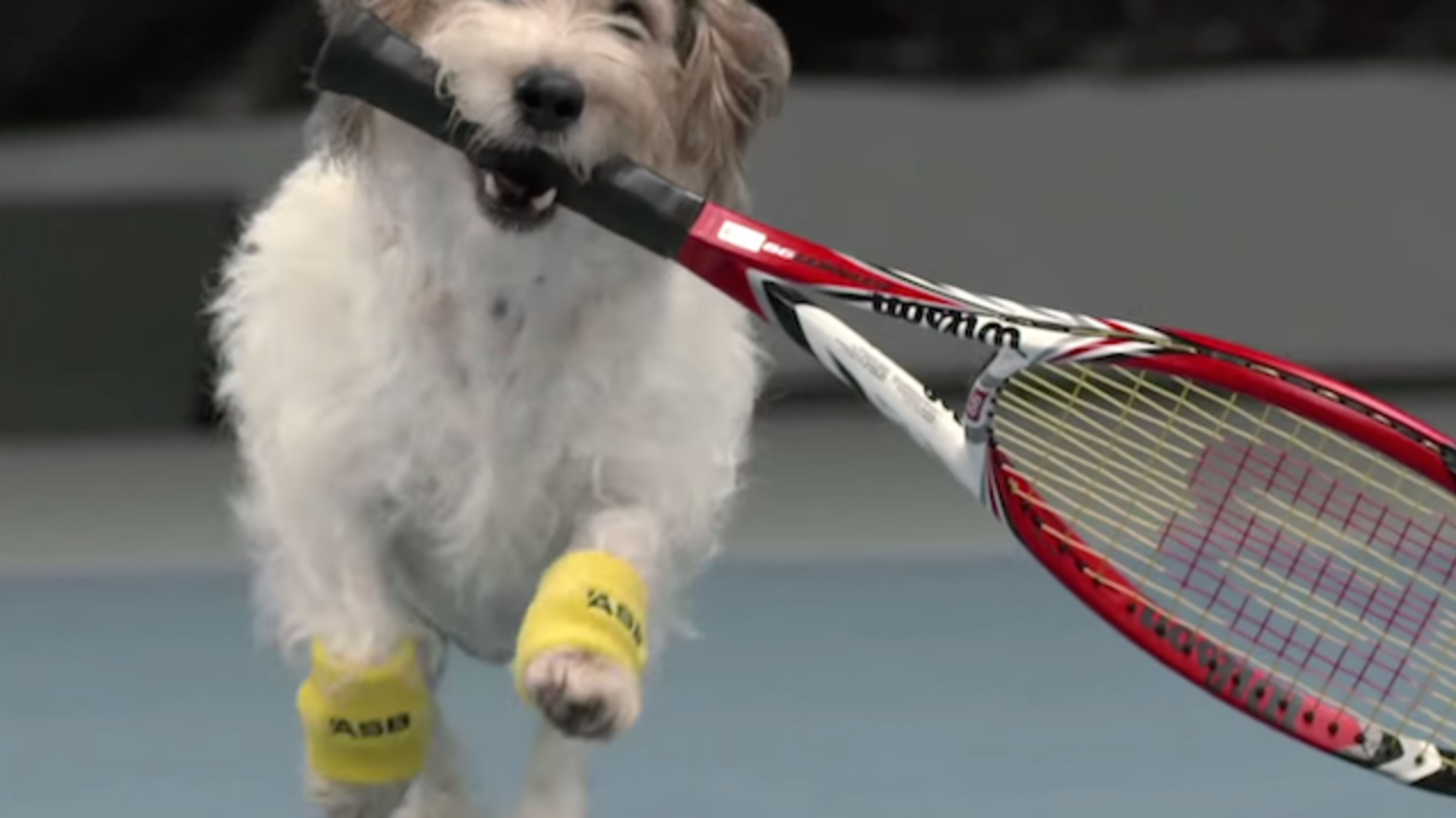 Собака с теннисной ракеткой. Собака с теннисным мячиком. Теннис собака. Теннисный мяч для собак.