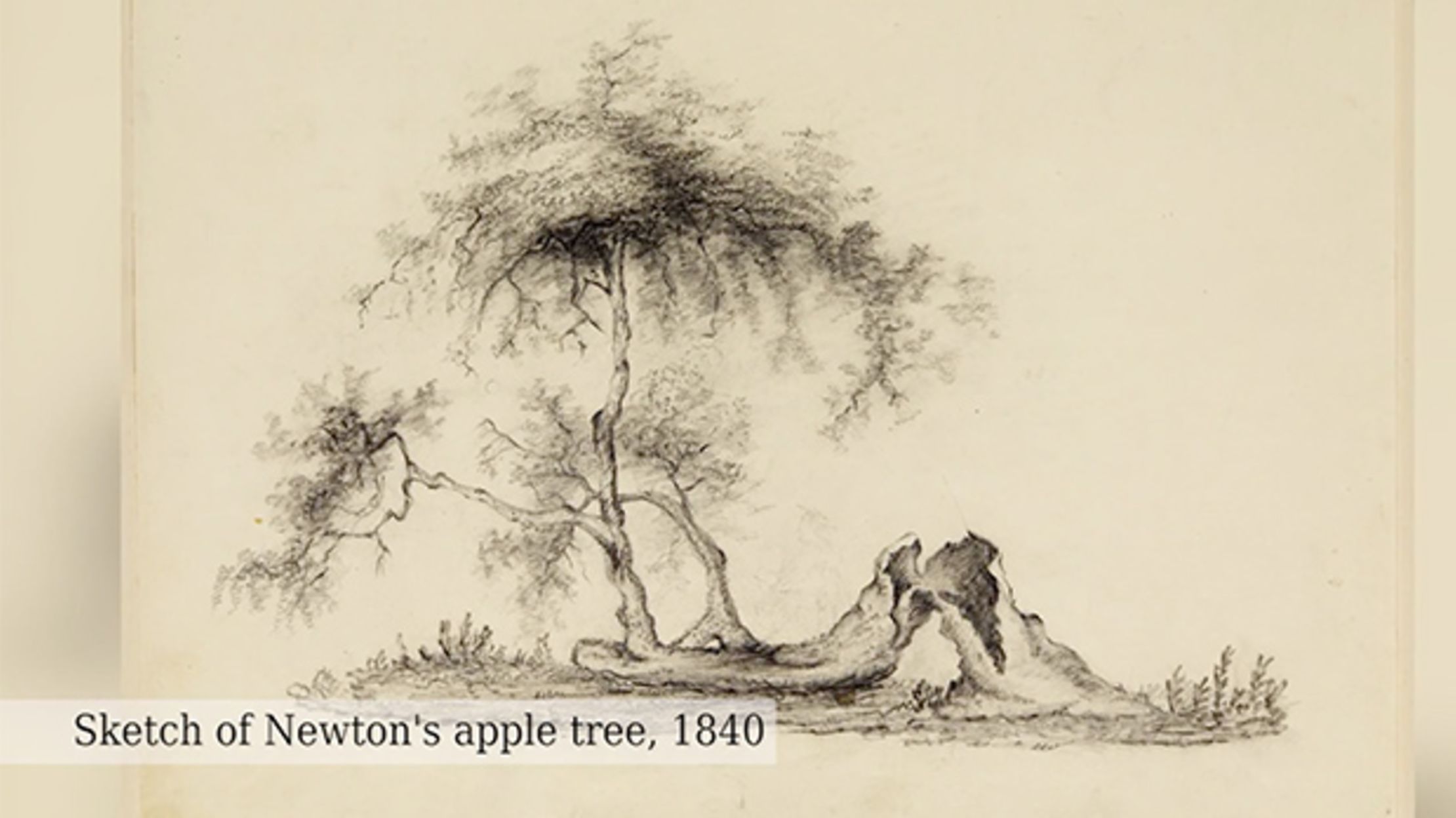 isaac newton law of gravity apple story
