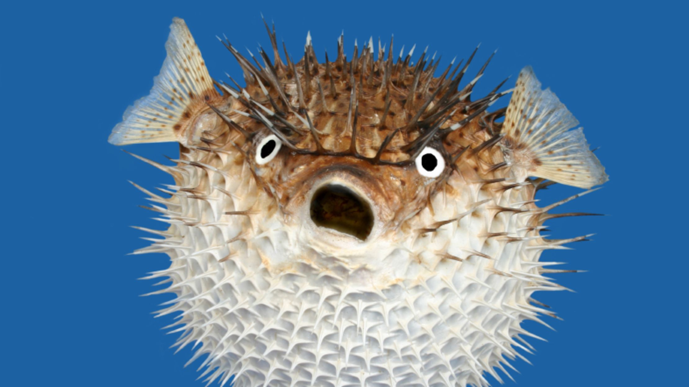 Do Pufferfish Hold Their Breath While Inflating Themselves? | Mental Floss