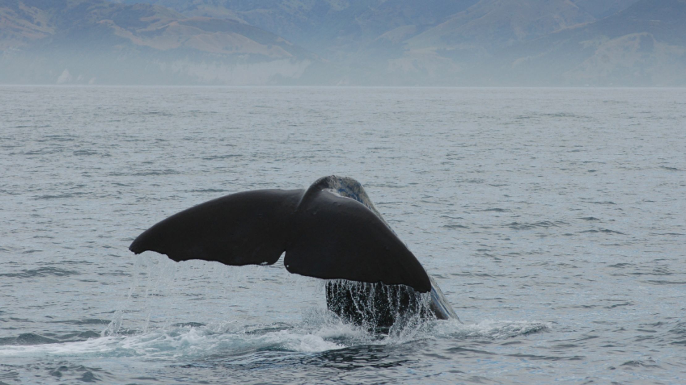 11 Blubbery Facts About Sperm Whales Mental Floss