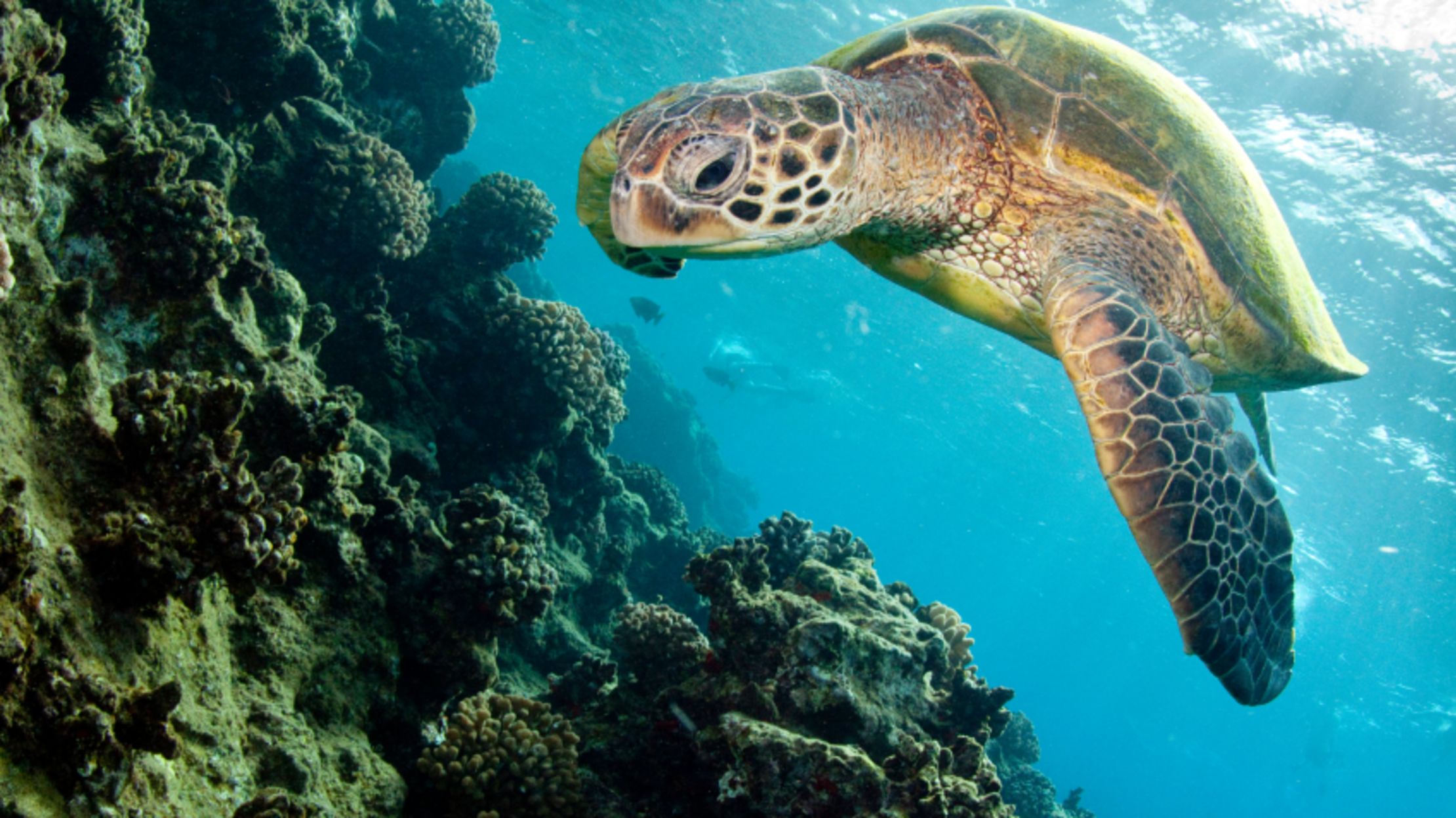 20 Things You Didn’t Know About Sea Turtles
