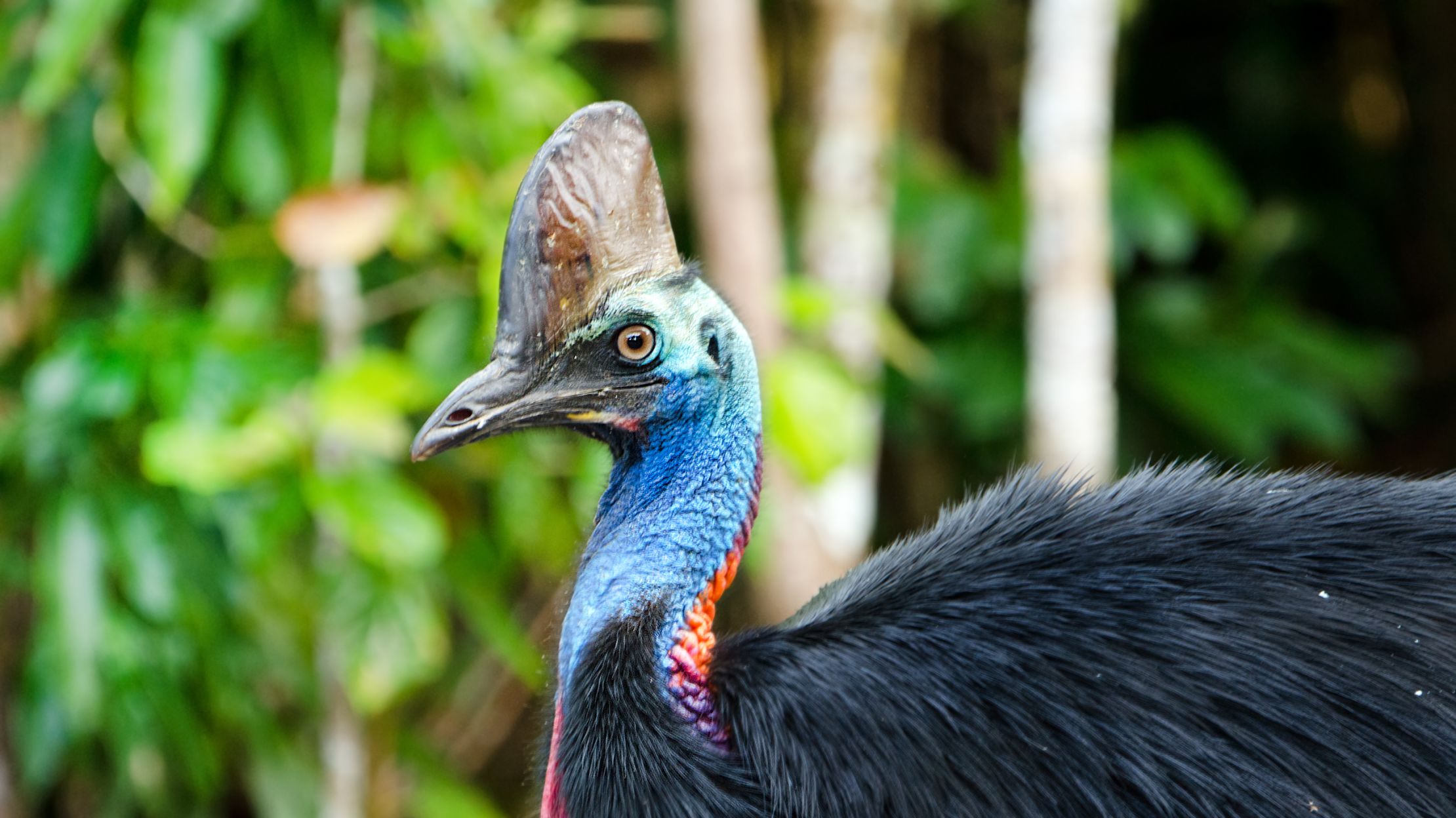 10 Colorful Facts About Cassowaries | Mental Floss