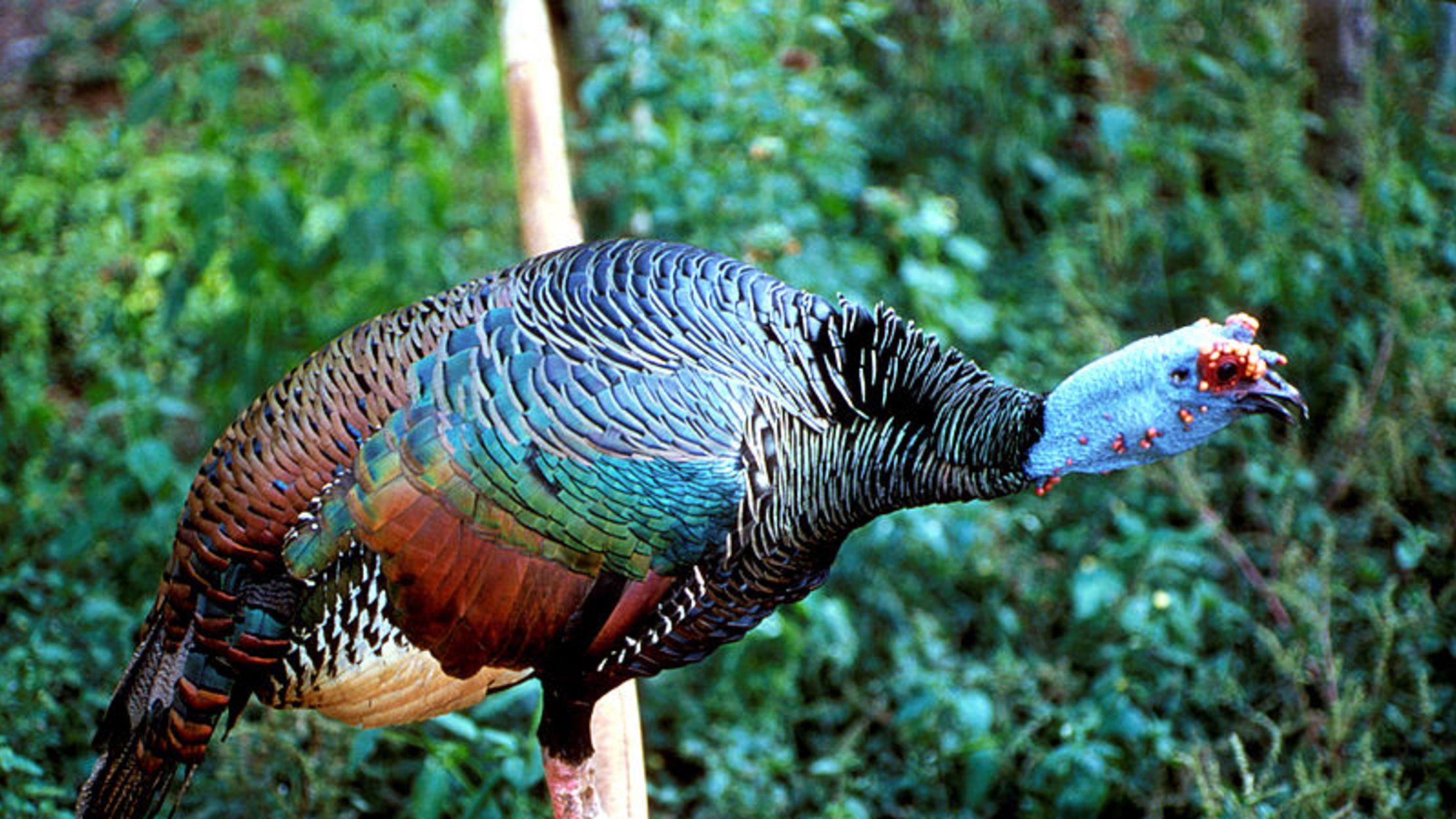 Get to Know the Turkey Species You Don't Eat | Mental Floss